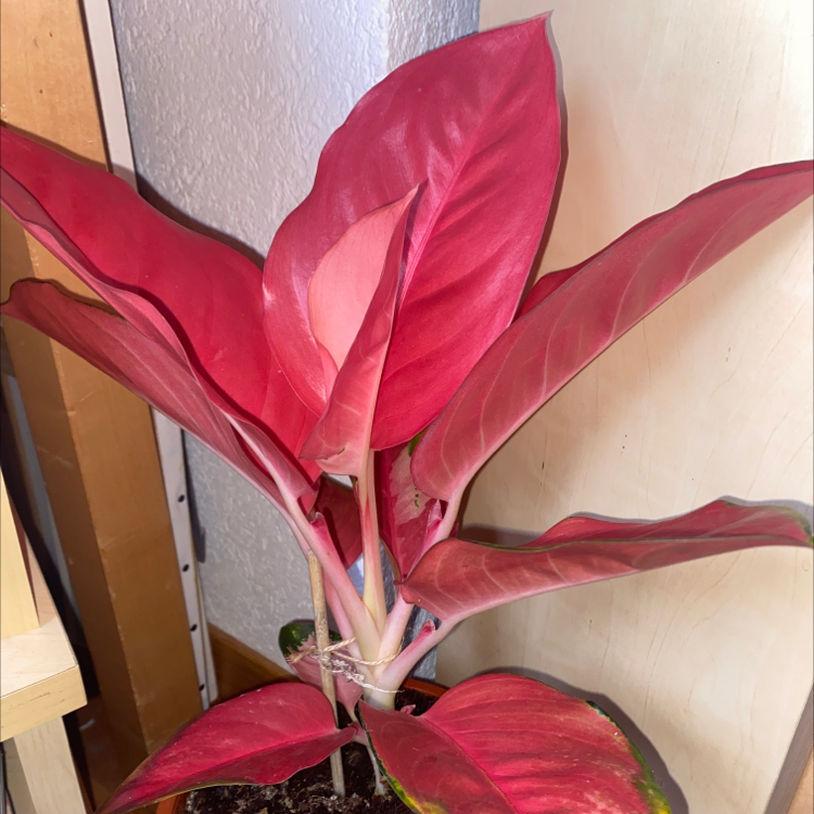 Photo of the plant species Aglaonema 'Pink Katrina' by @sabine.lambert named Aglaonema pink star on Greg, the plant care app