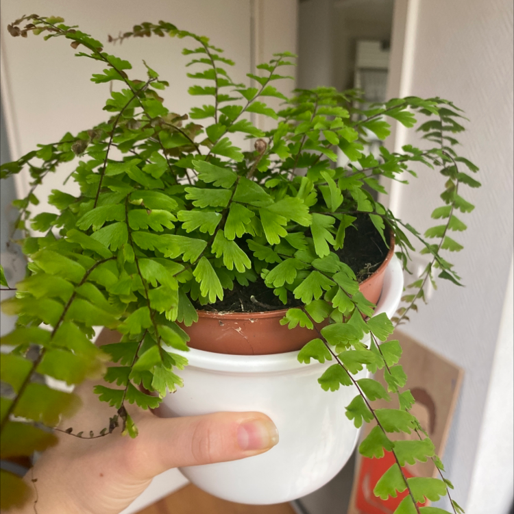 Photo of the plant species Walking Maidenhair by @sabine.lambert named Adiantum caudatum on Greg, the plant care app