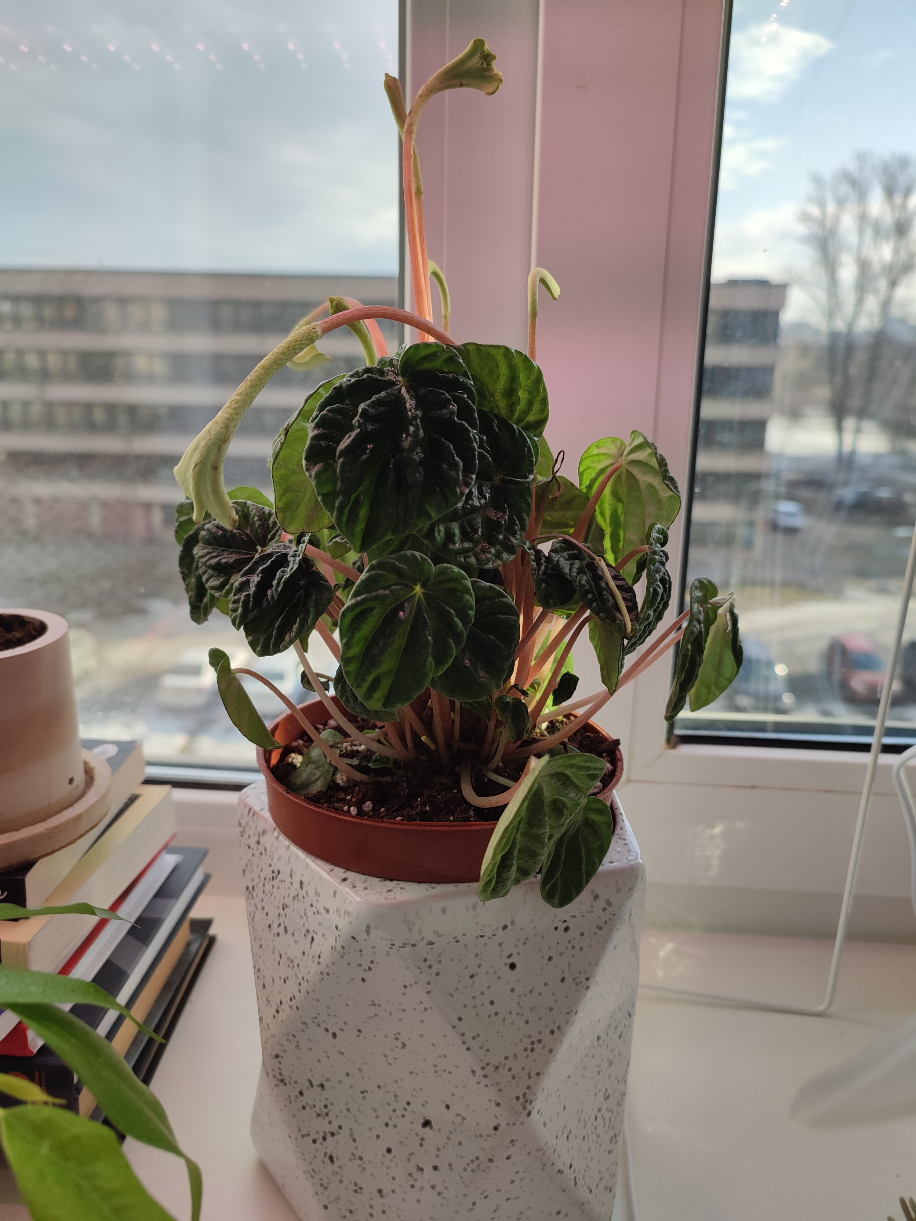 Photo of the plant species peperomia lilian by @BoisterousLilac named Пеппа on Greg, the plant care app