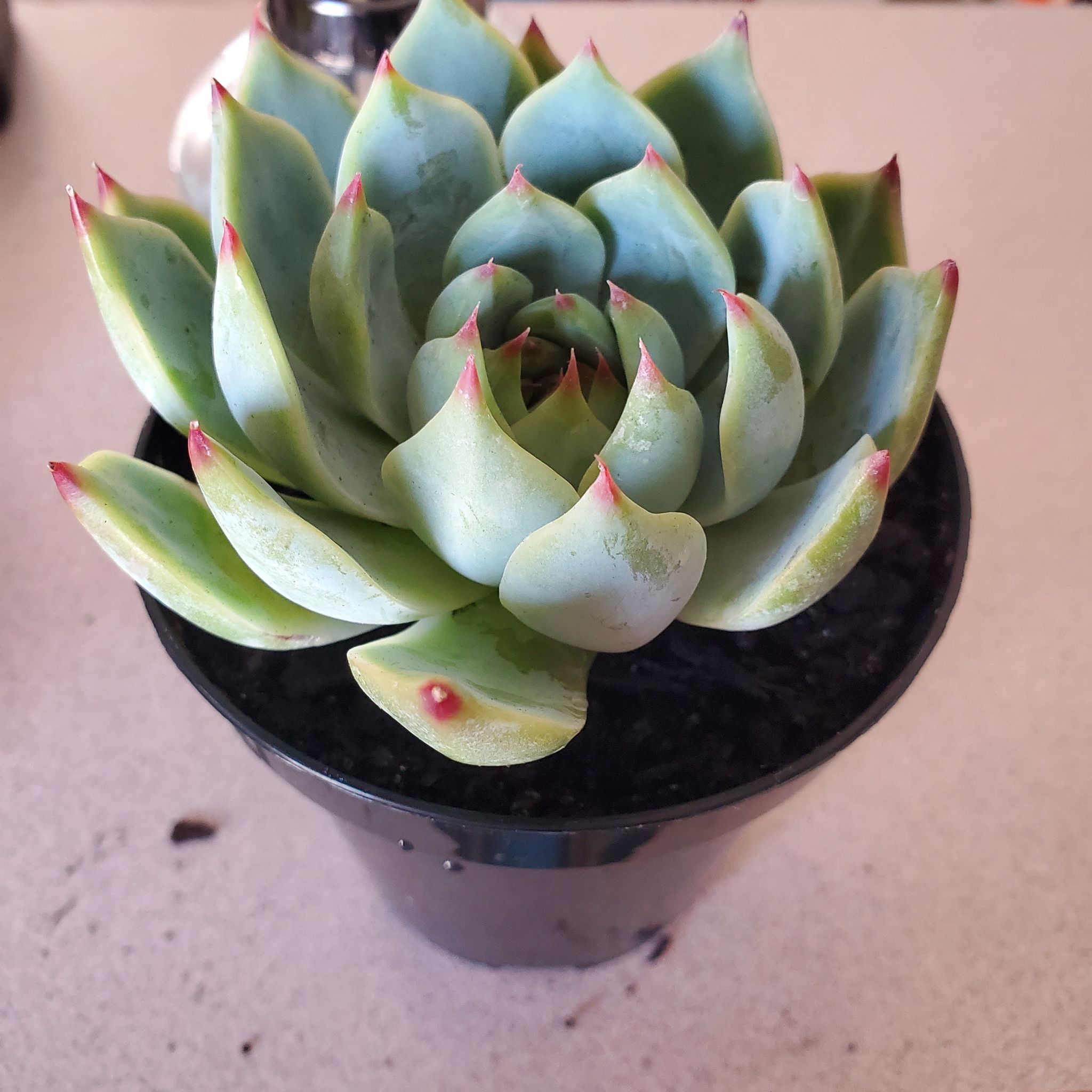 Healthy Echeveria colorata plant in a black pot with green leaves and red tips.