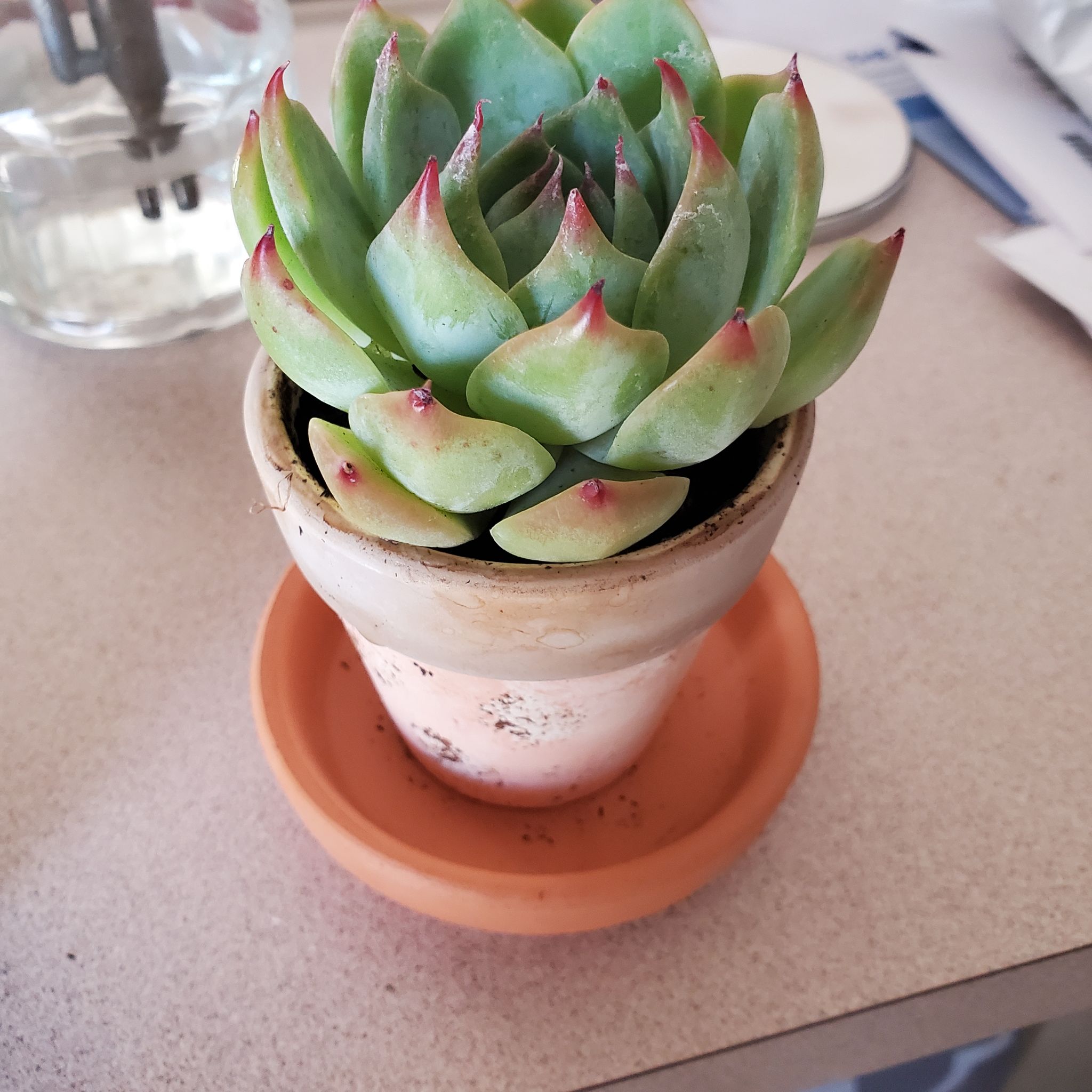 Healthy Echeveria colorata plant in a small pot on a saucer.