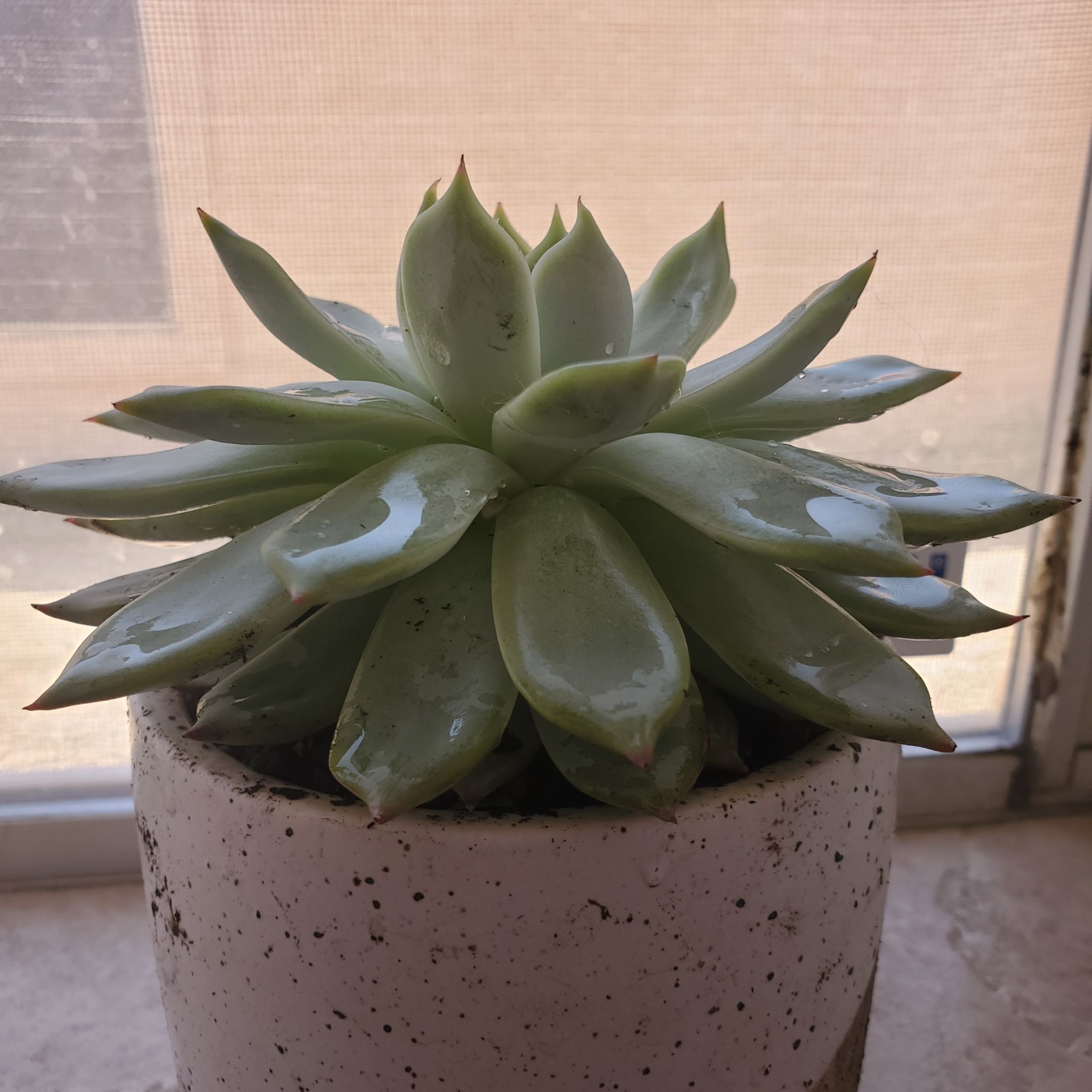 Why Are My Echeveria colorata Leaves Droopy?