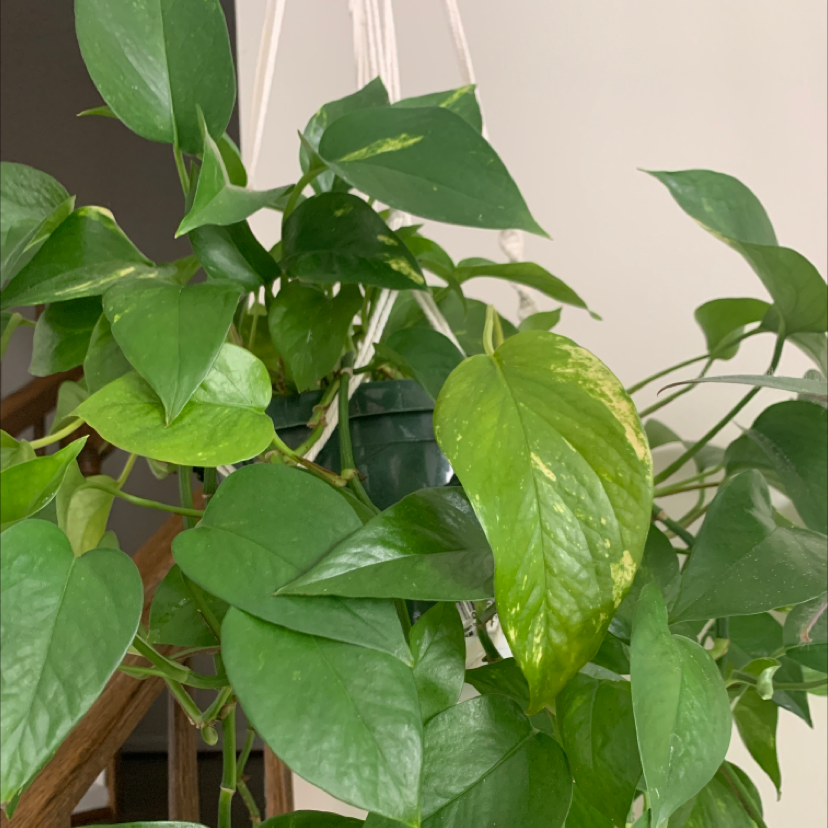Taro Vine plant photo by @anyse named Jade on Greg, the plant care app.