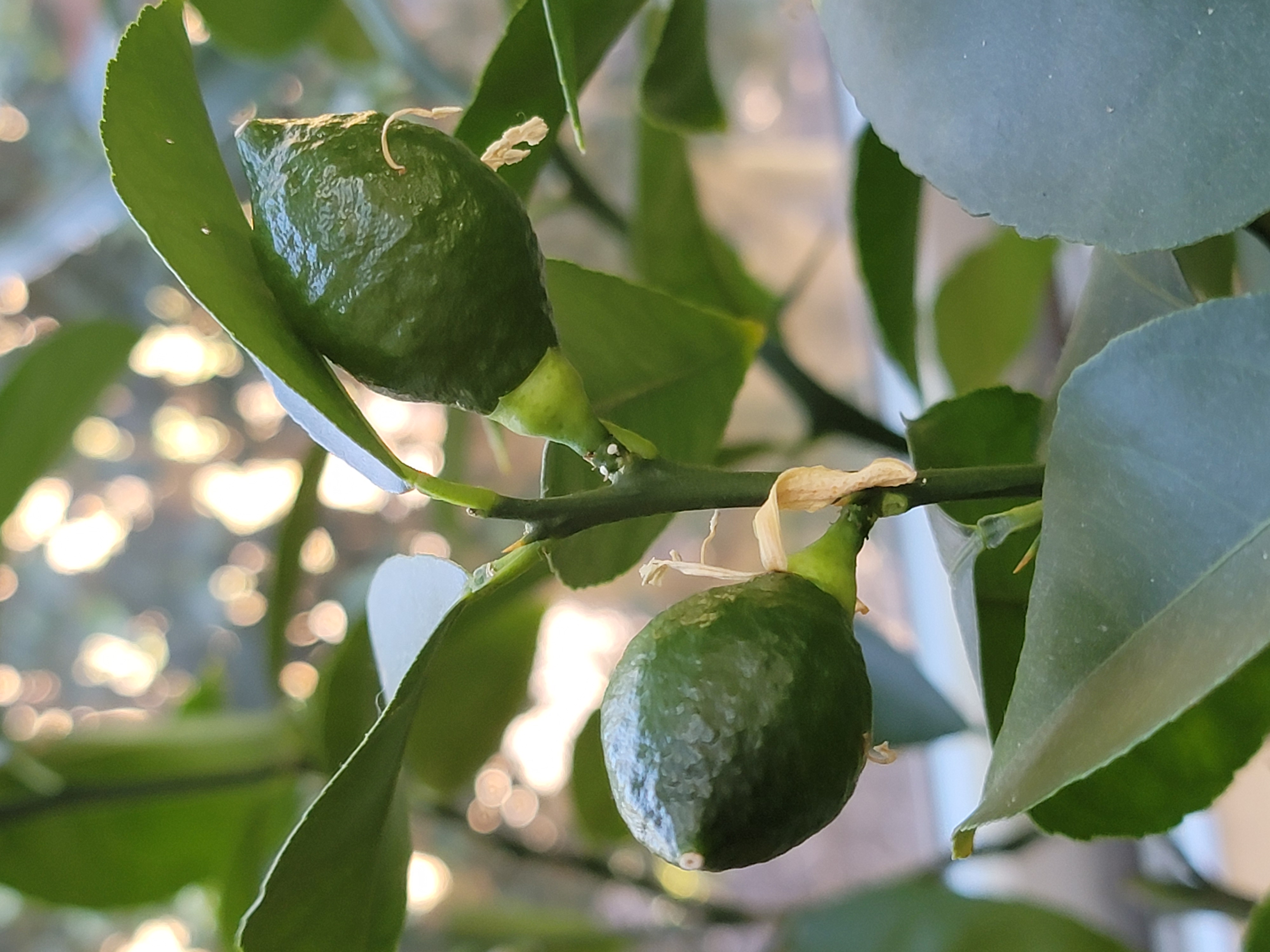 Makrut Lime plant with green fruits and healthy leaves.