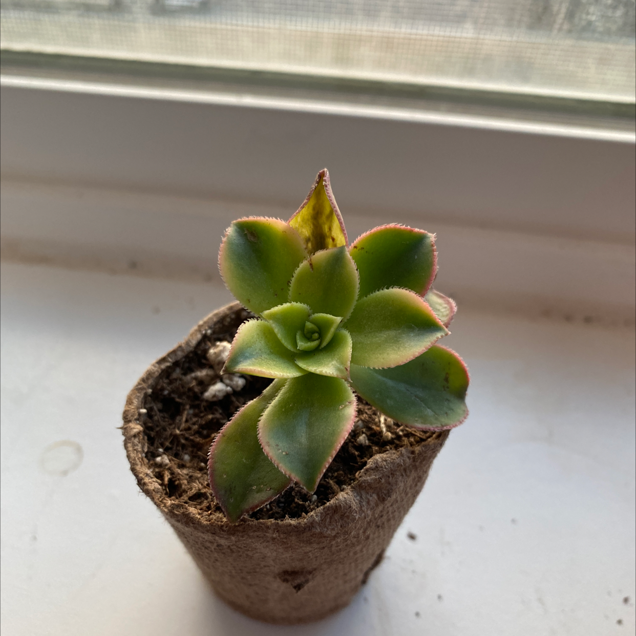 Aeonium 'Kiwi' plant in a pot with slight yellowing on one leaf.