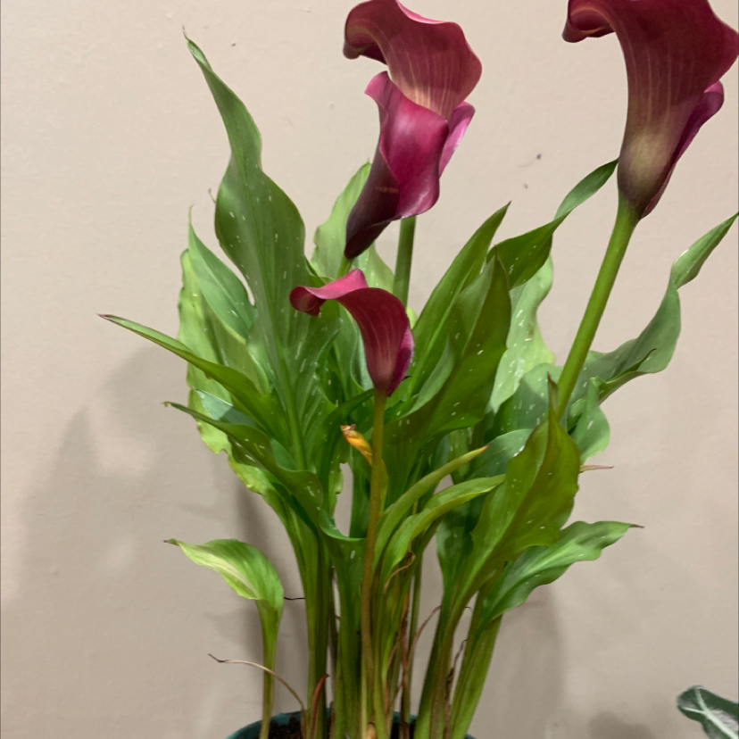 A thriving potted calla lily plant with burgundy spathes and green foliage, photographed indoors against a white wall.