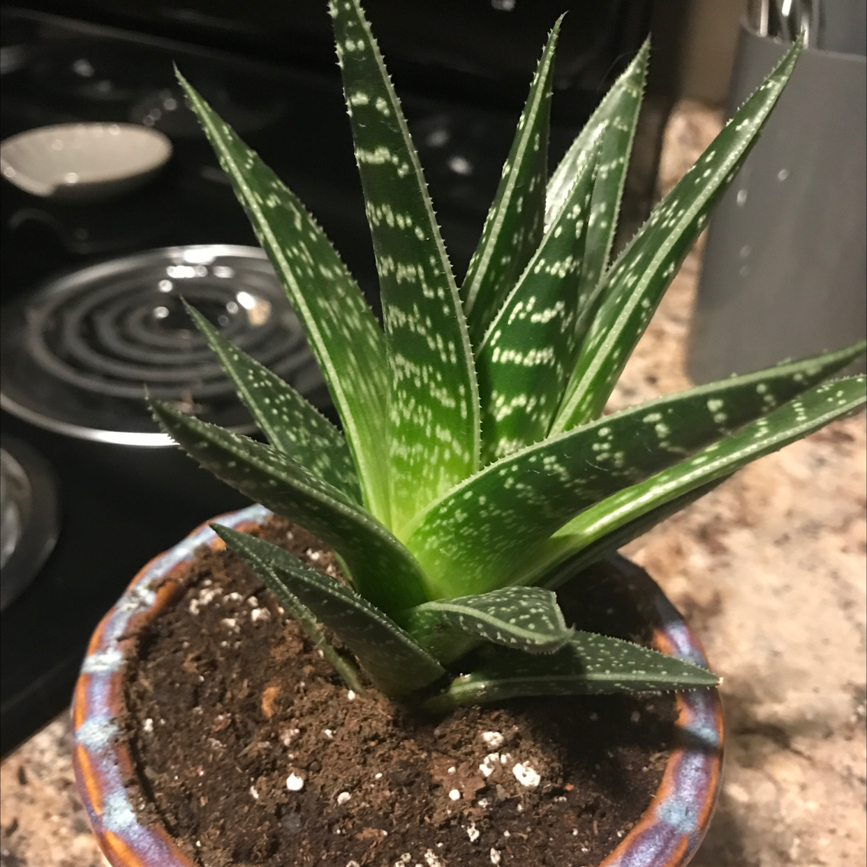 Tiger Aloe plant in a small pot with visible soil, vibrant green leaves, and white spots.