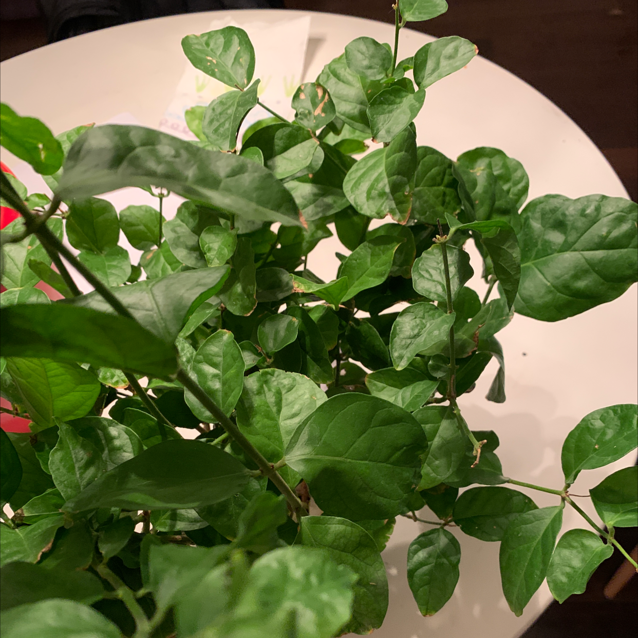 Close-up of healthy, shiny green leaves of an Arabian Jasmine plant, well-framed against a plain background.