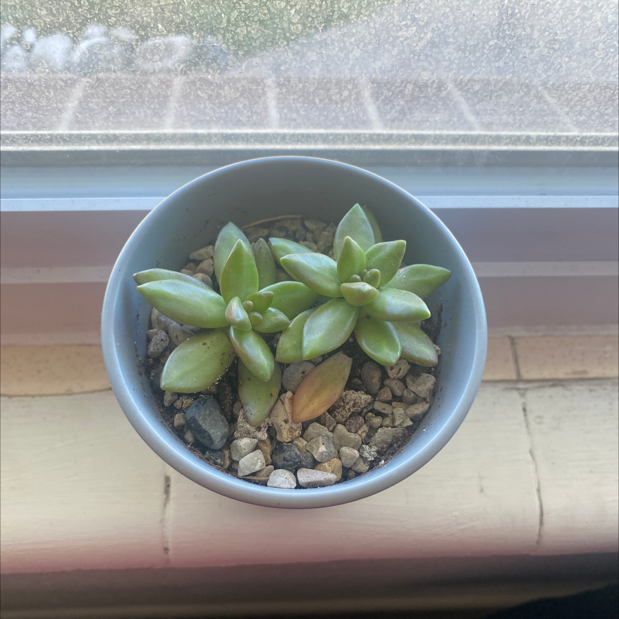 A small potted succulent plant on a windowsill with visible soil and pebbles.