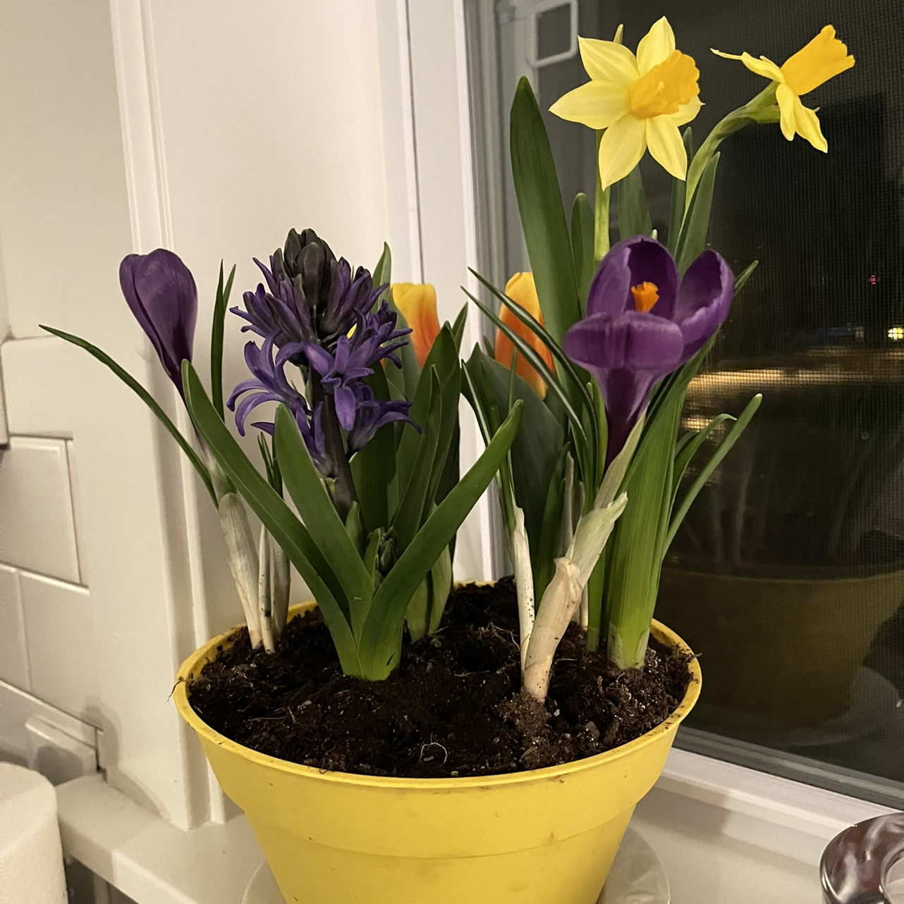 Potted plant with Garden Tulips and other flowers in a yellow pot, placed by a window.