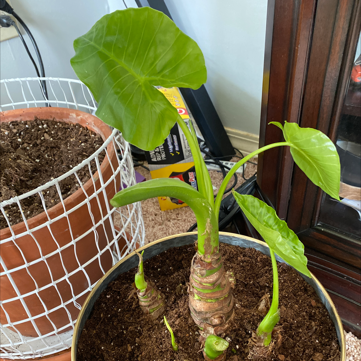 Giant Taro plant in a pot with healthy green leaves and visible soil.