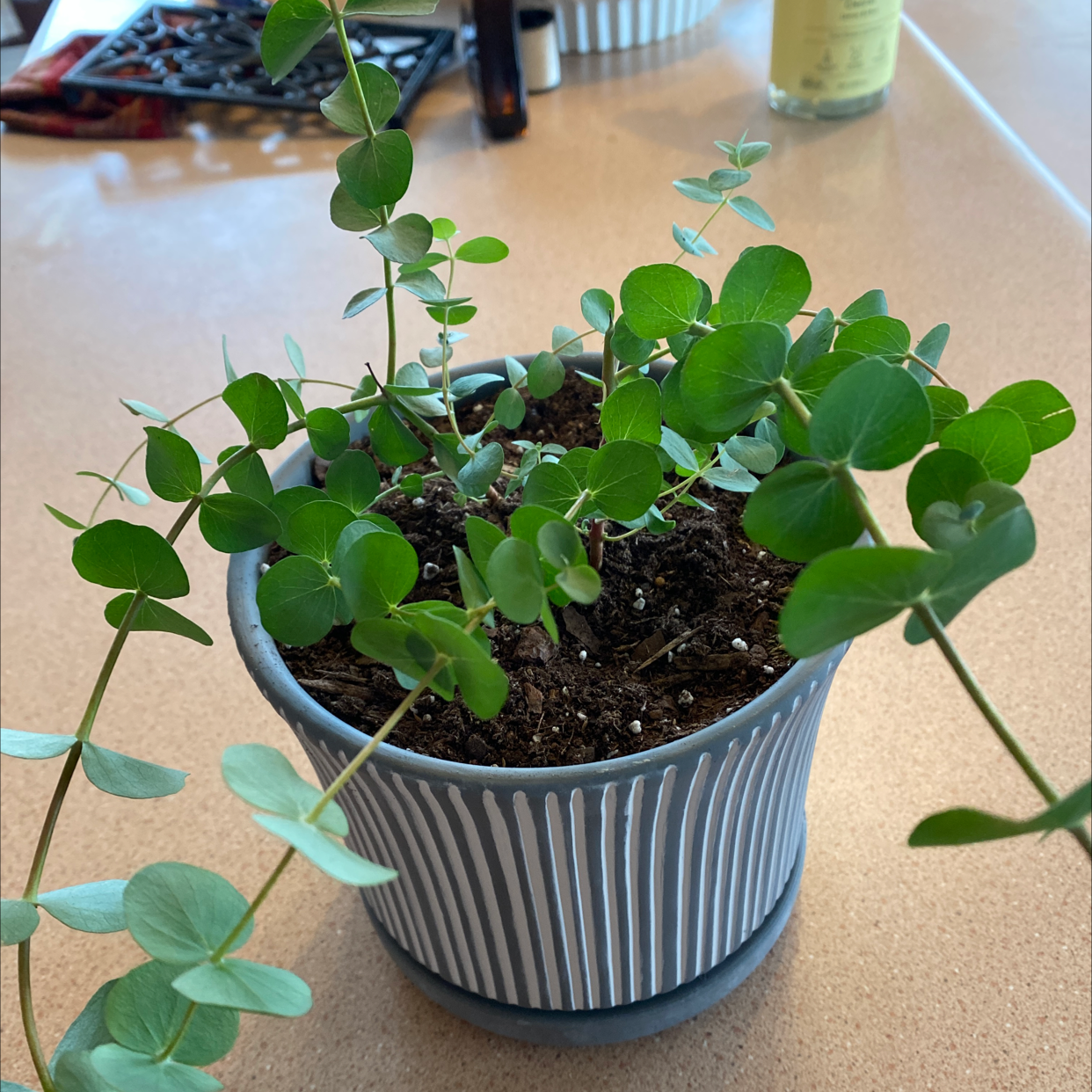 A healthy young silver dollar plant with round green leaves in a blue ceramic pot, well-framed and in focus.