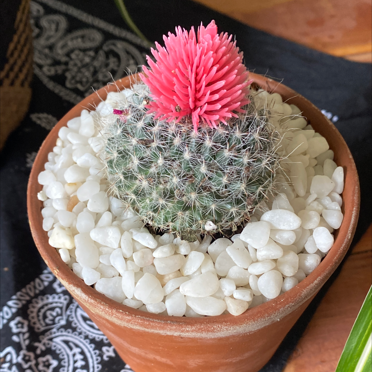 Arizona Rainbow Cactus in a terracotta pot with white pebbles and a pink flower on top.