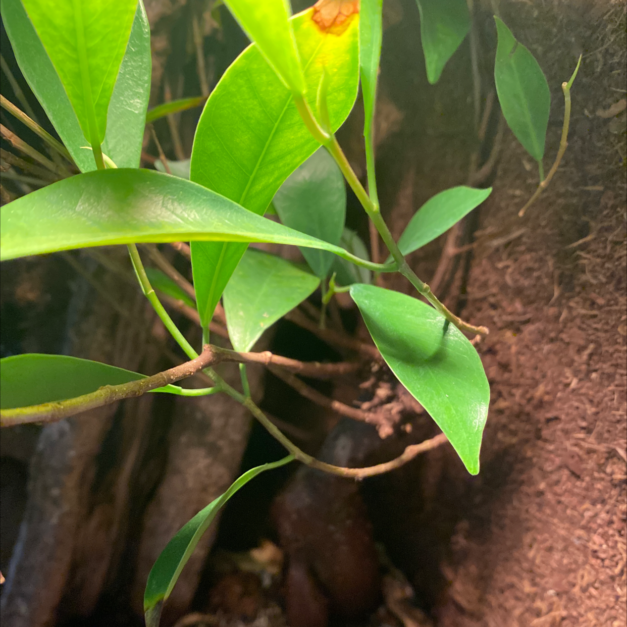 Shoebutton plant with green leaves, some yellowing and browning, visible soil and roots.