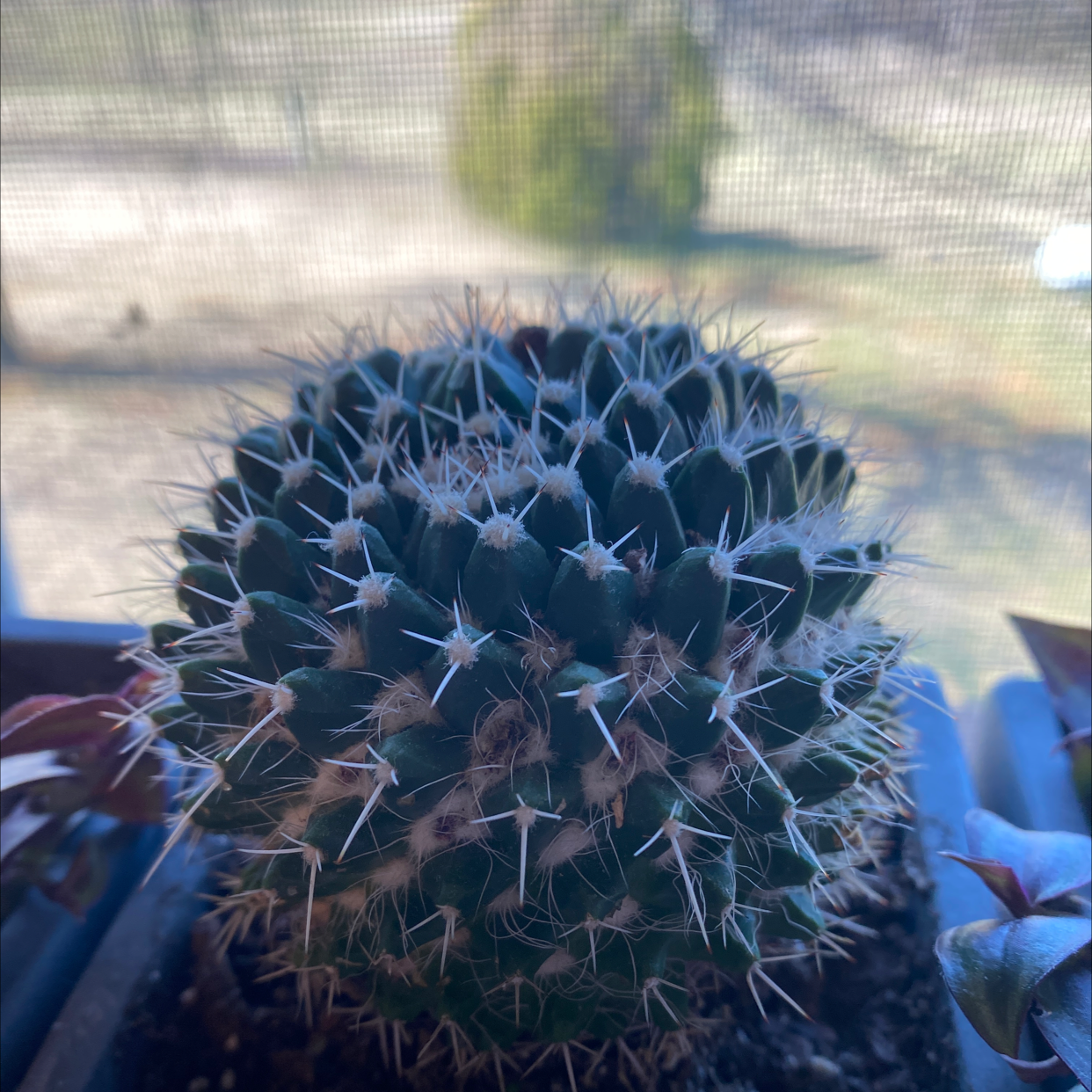 Image of a healthy Mexican Pincushion cactus with visible spines and soil.
