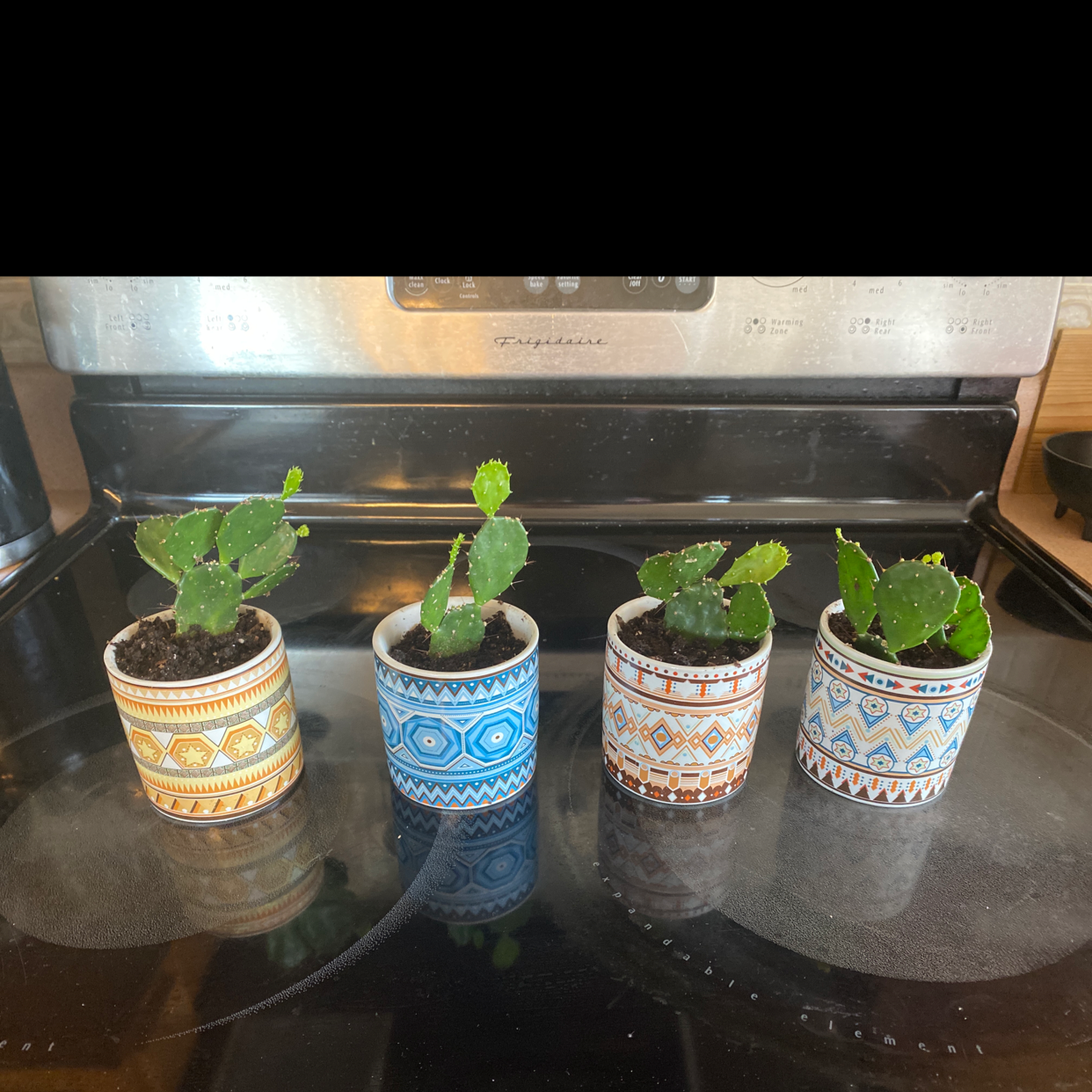 Four small potted Brazilian Pricklypear cacti on a stovetop with decorative pots.