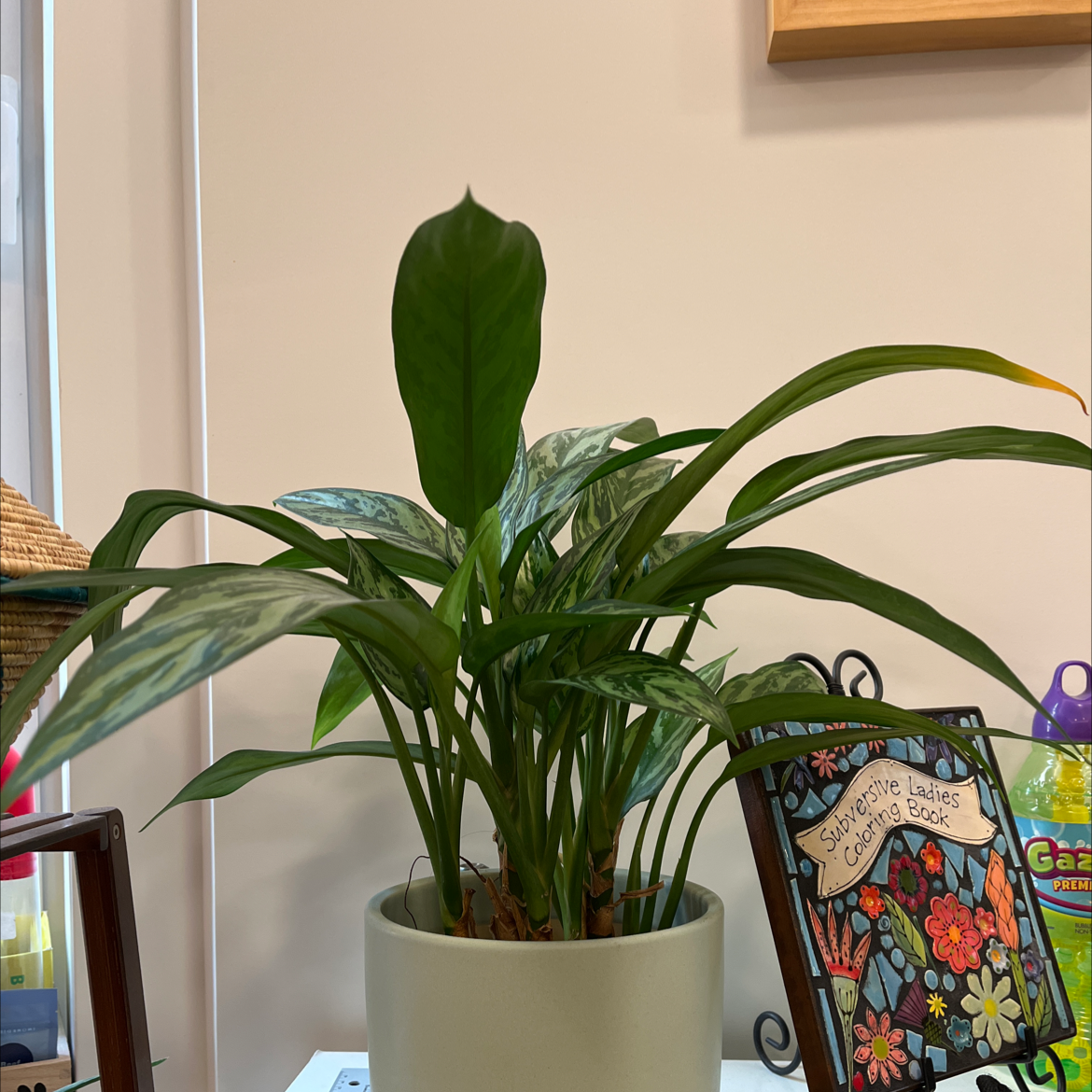 Potted Aglaonema 'Emerald Beauty' plant indoors with healthy green leaves.