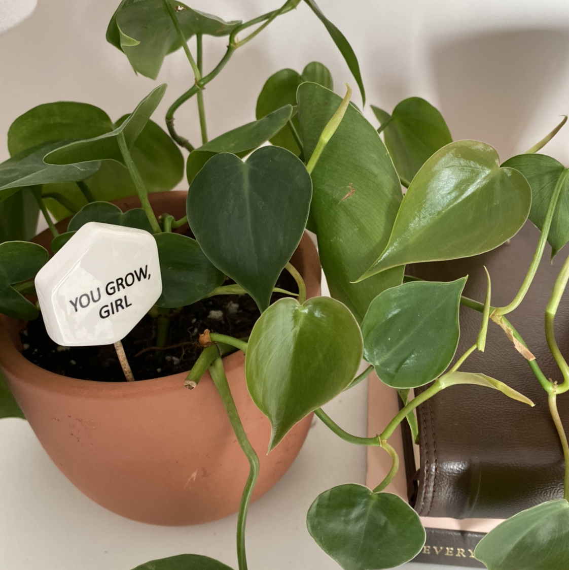 Philodendron Scandens plant photo by @mollyrwilson named Girl on Greg, the plant care app.