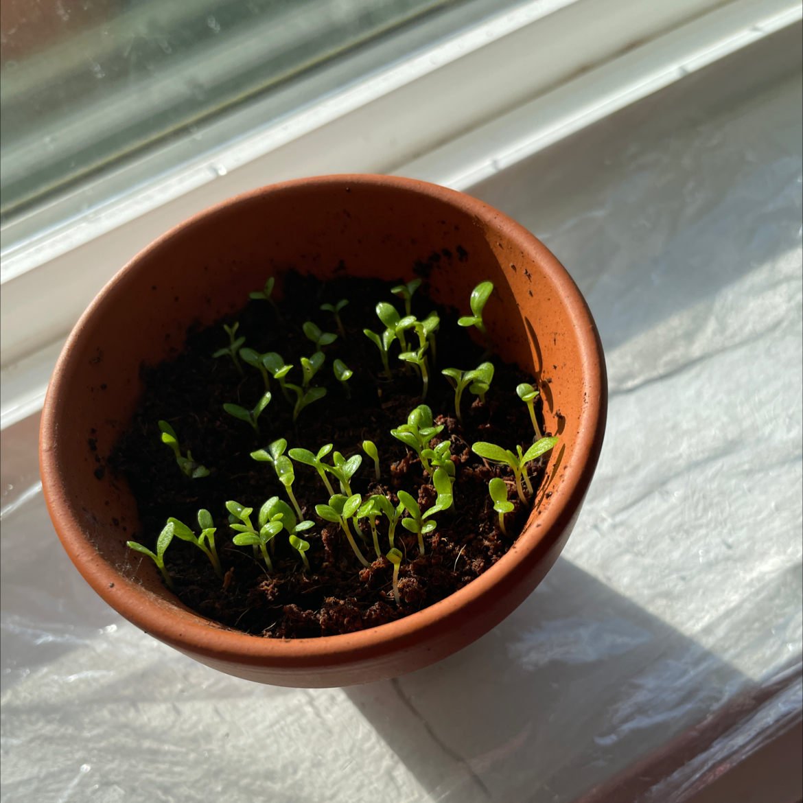 Young Common Chickweed seedlings in a terracotta pot on a windowsill.