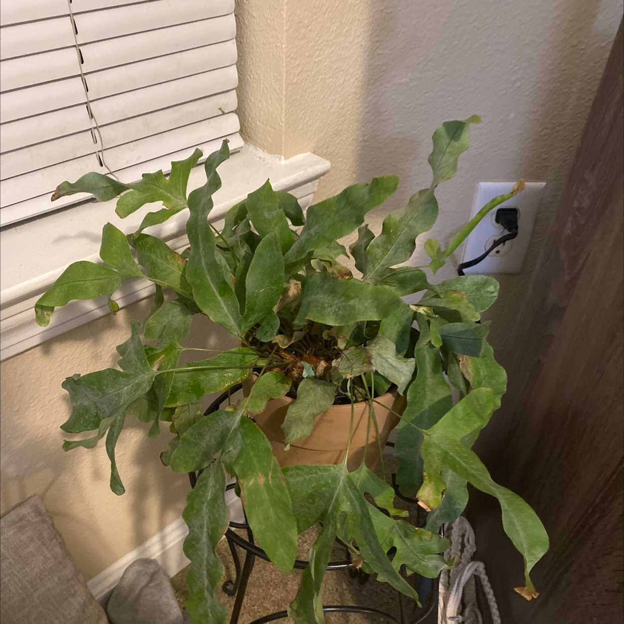 Blue Star Fern in a pot on a stand near a window with healthy green leaves.