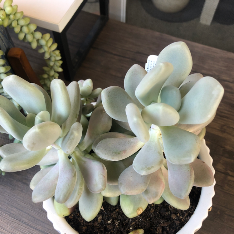 Pachyphytum 'Moon Silver' succulent plant in a white pot with visible soil.