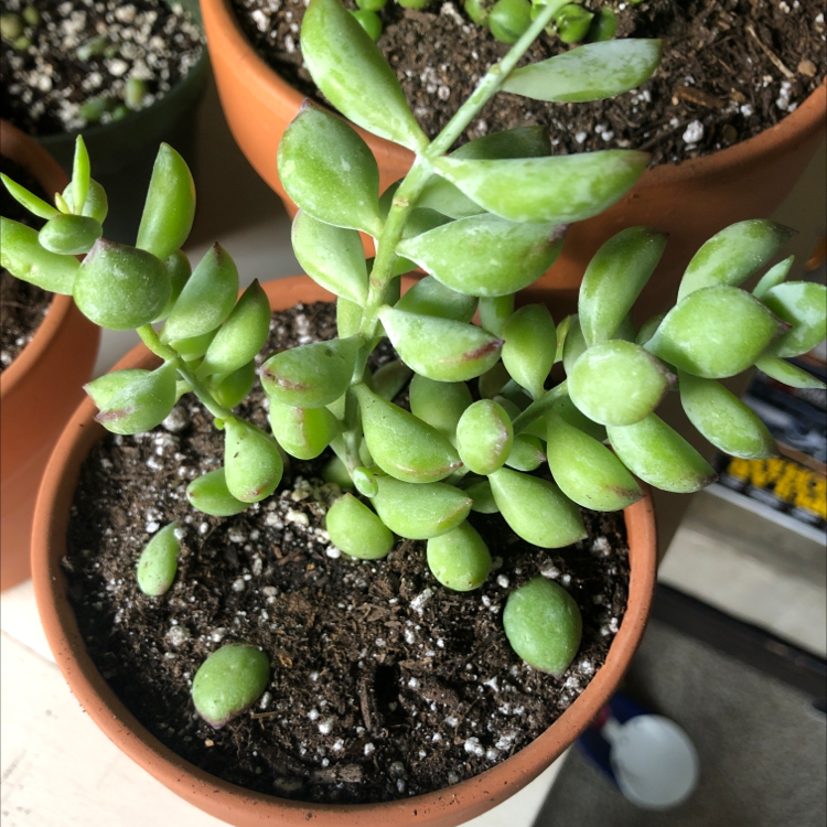 Cliff Cotyledon succulent in a terracotta pot with healthy green leaves and well-draining soil.