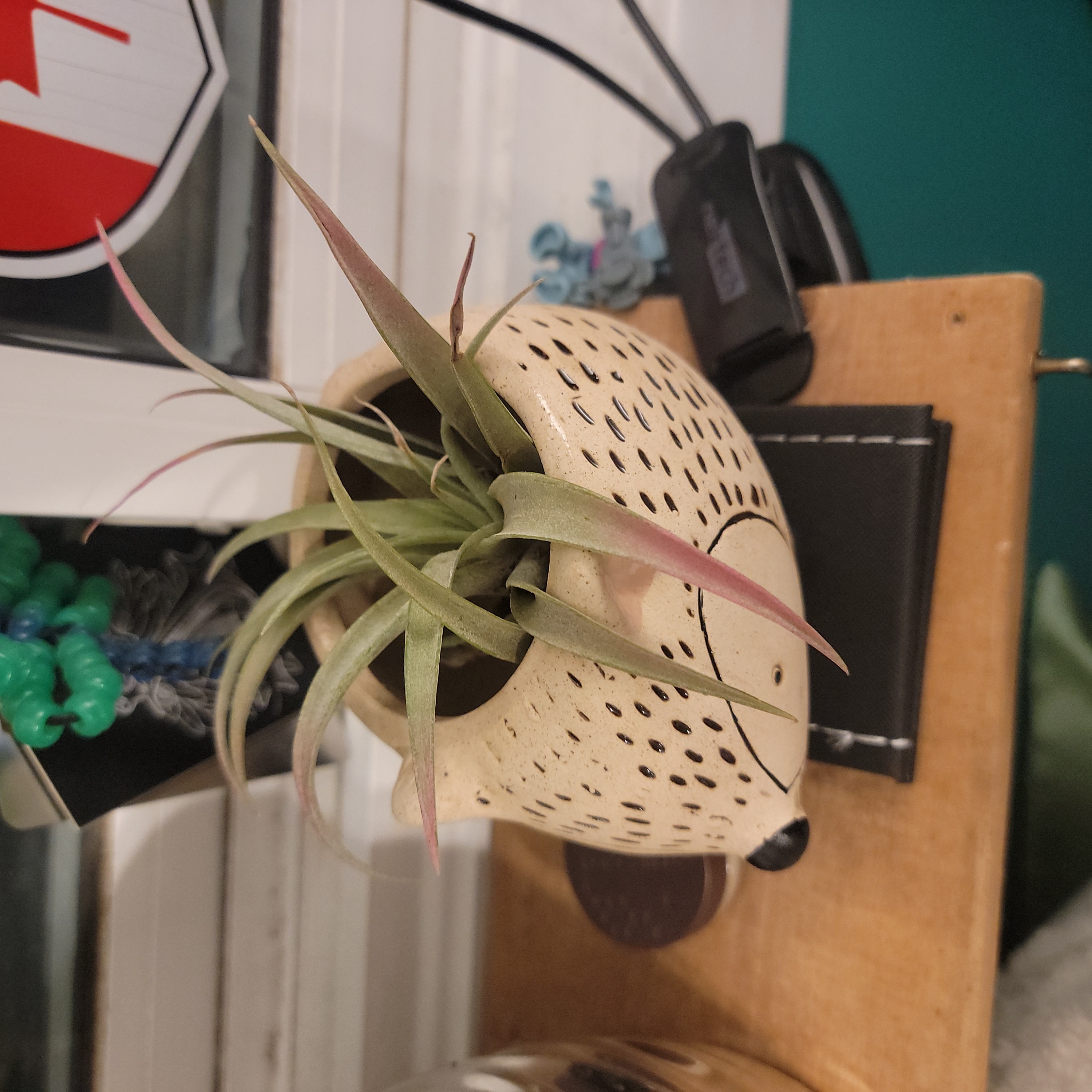 Capitata Air Plant in a decorative pot, healthy with green leaves and pinkish tips.
