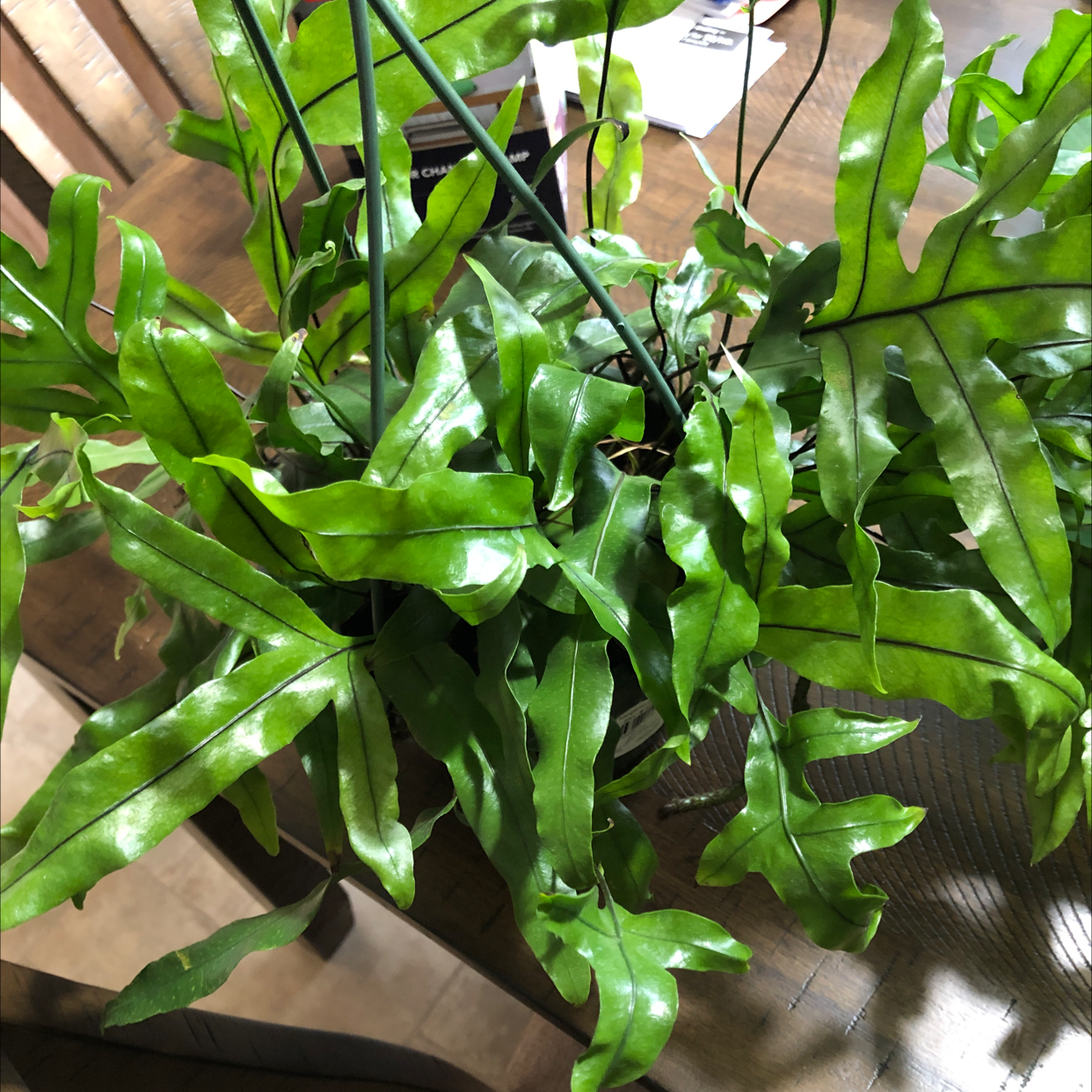 🦘 How Much Humidity Does My Kangaroo Paw Need?