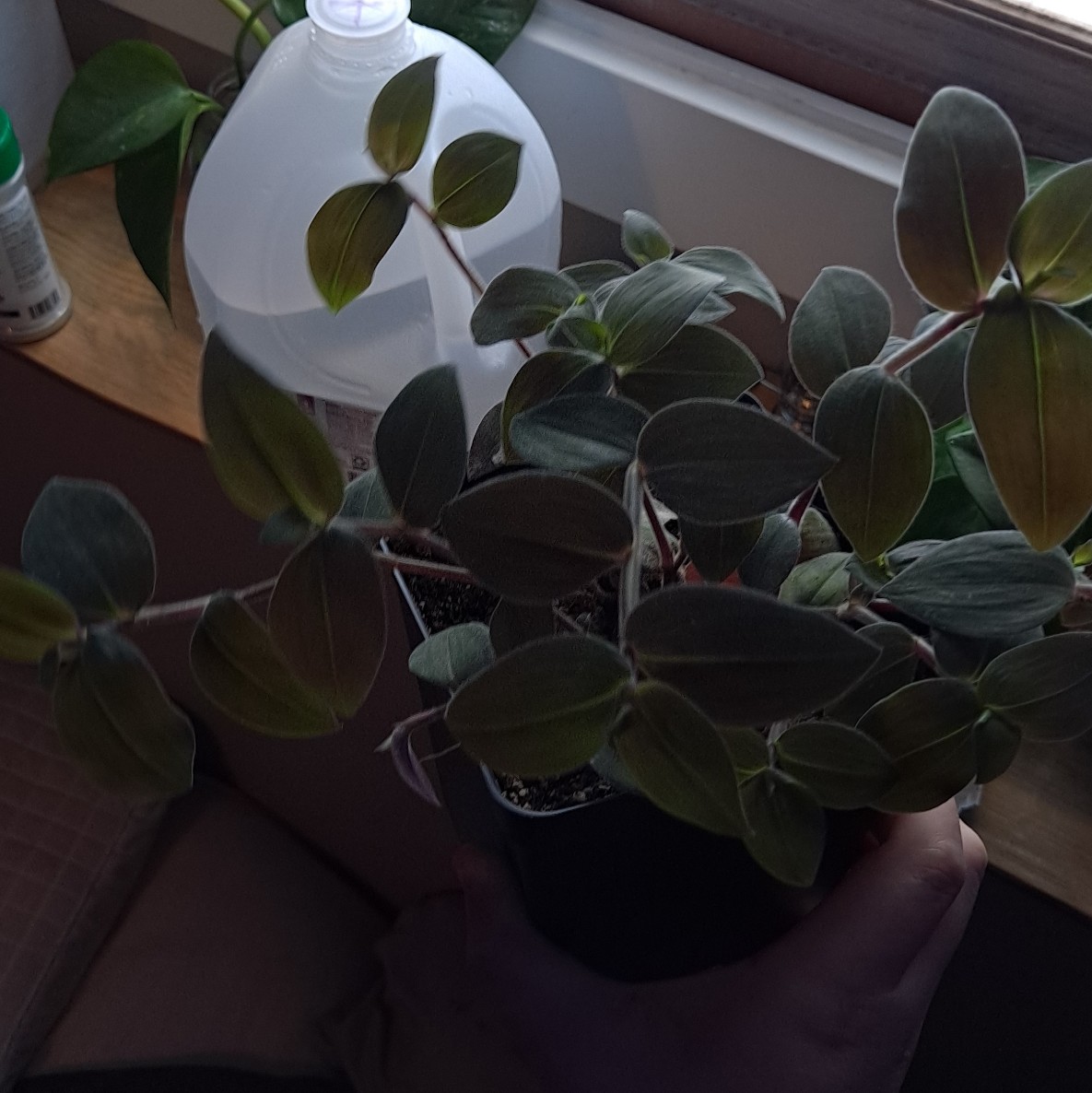 Wandering Dude 'Burgundy' plant indoors, with some leaf discoloration and visible soil.