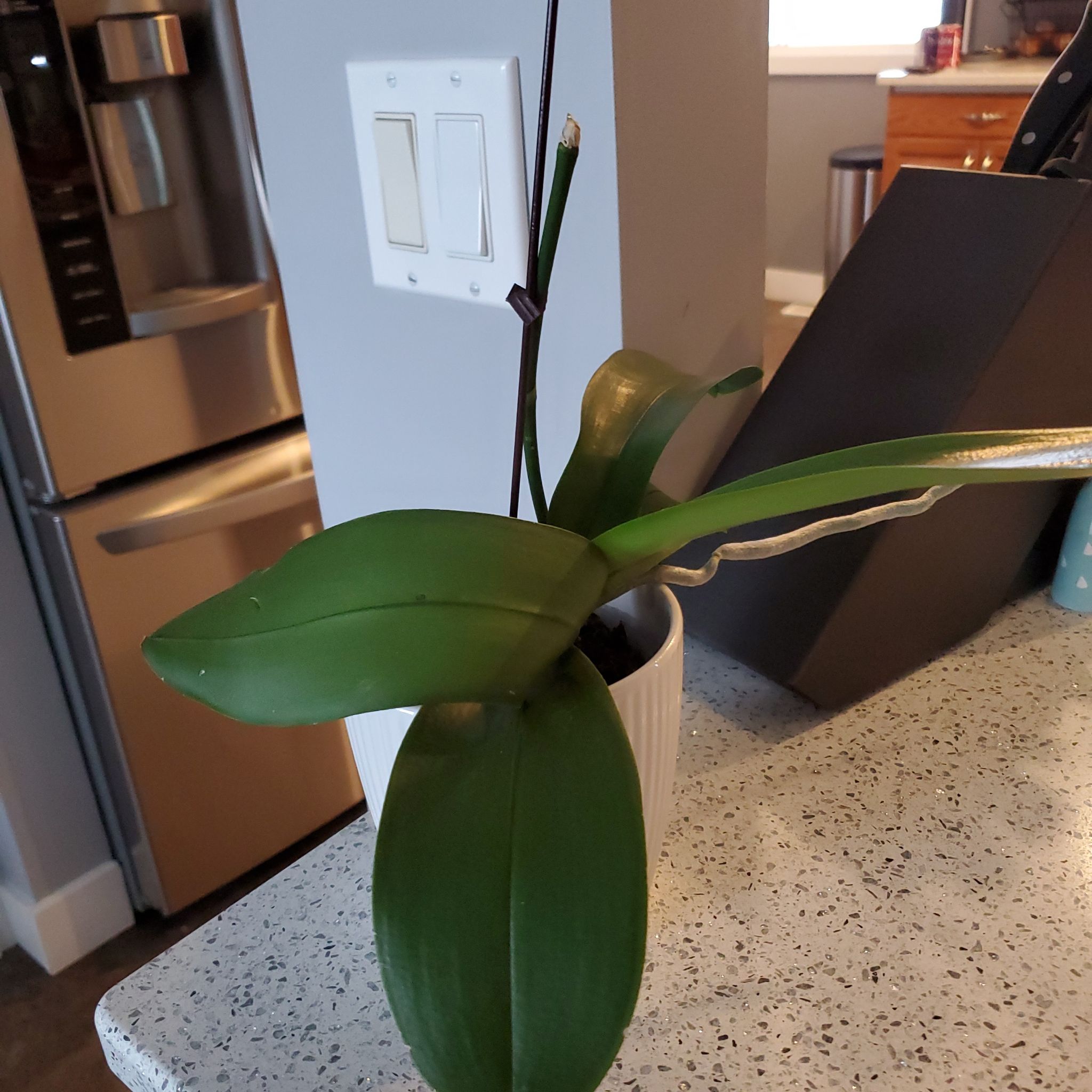Photo of the plant species Orchid Tree by @FunMullein named Valentine on Greg, the plant care app