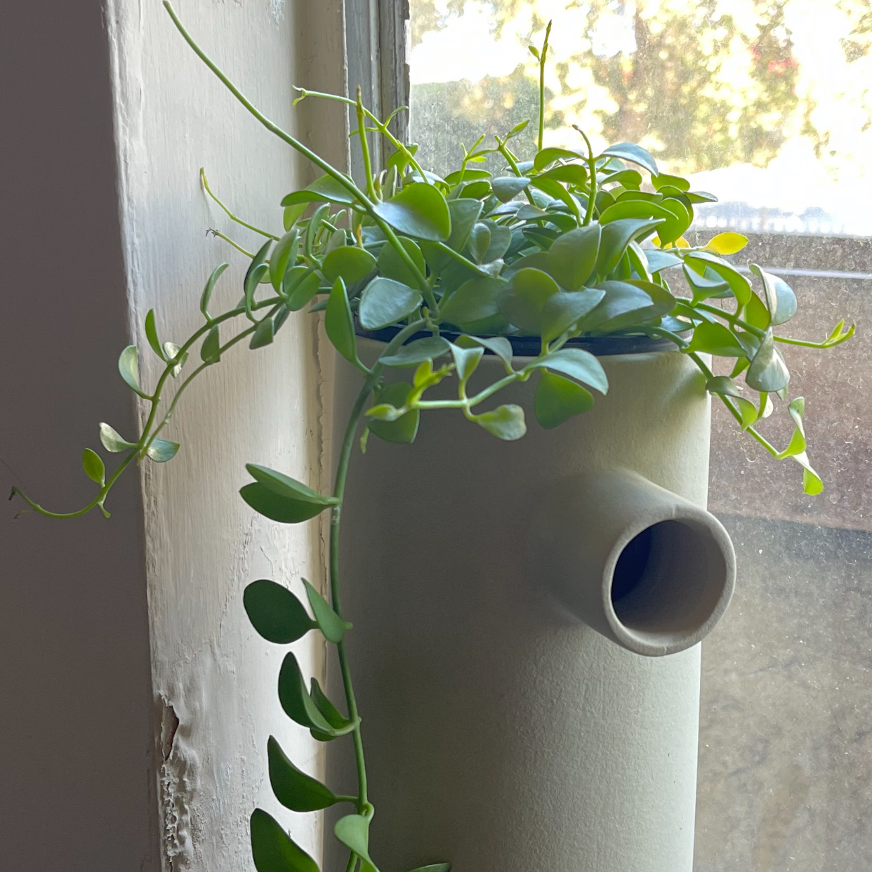 Photo of the plant species Dischidia 'Green Cascade' by @PromisingPepper named Hannah Plantana on Greg, the plant care app