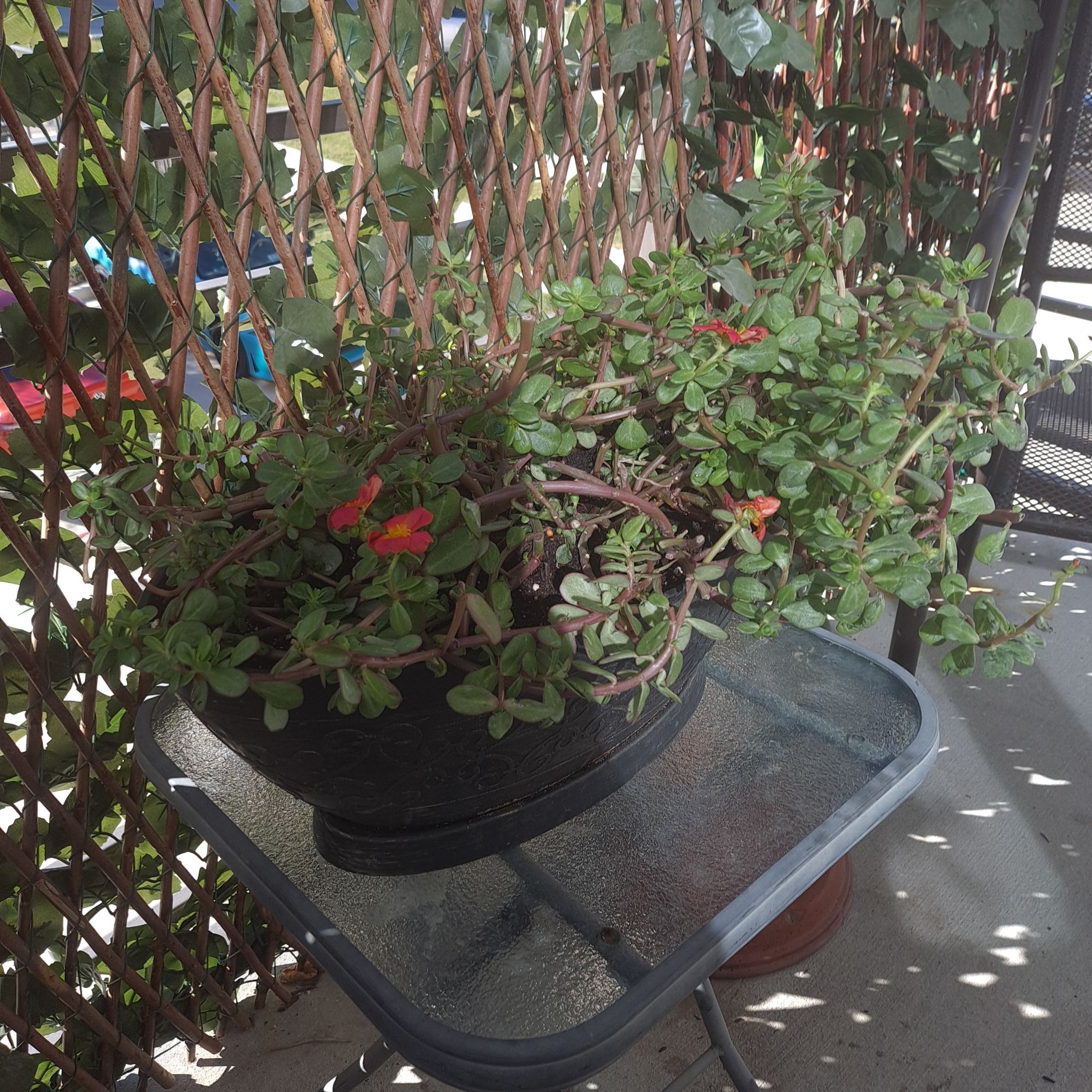Wingpod Purslane plant with succulent leaves and small red flowers in a pot on a glass table.