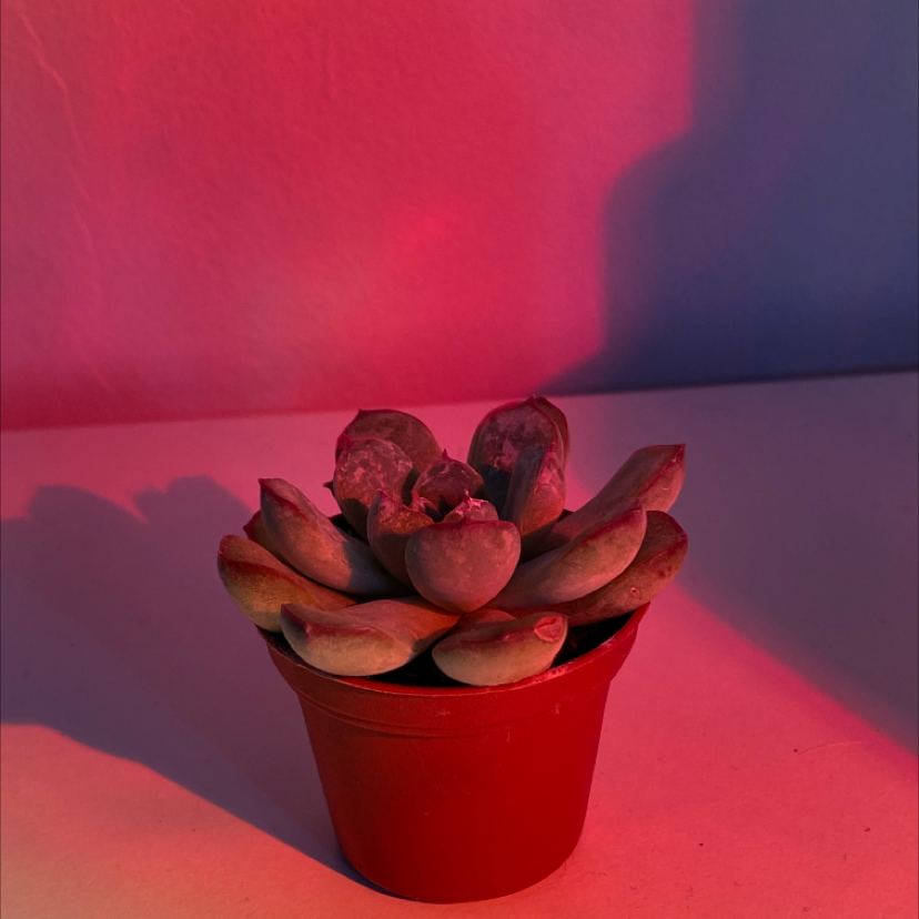 A succulent plant in a red pot with some leaf discoloration under artificial red lighting.