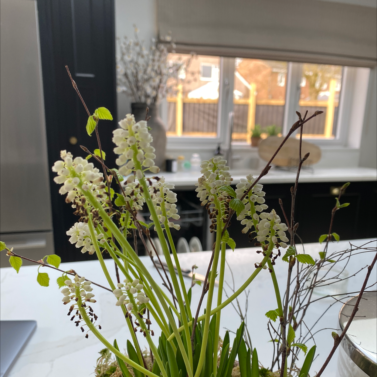 Why Are There Black Spots on My Grape Hyacinth Leaves?