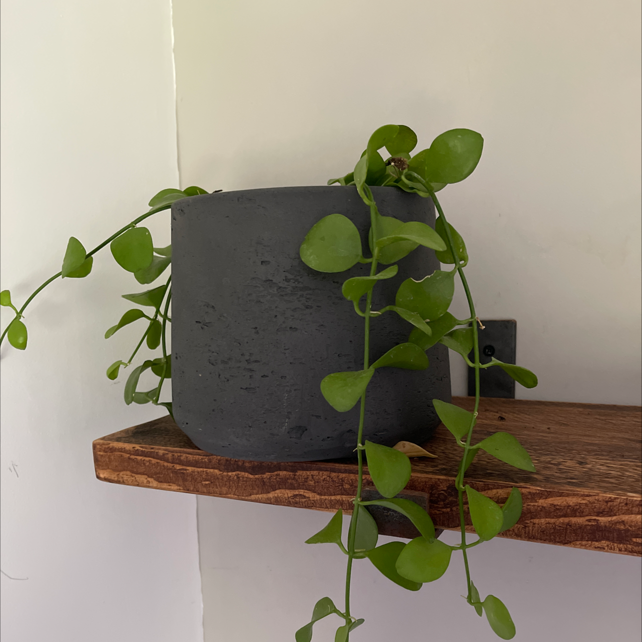 Potted Dischidia imbricata plant with green heart-shaped leaves on a wooden shelf.