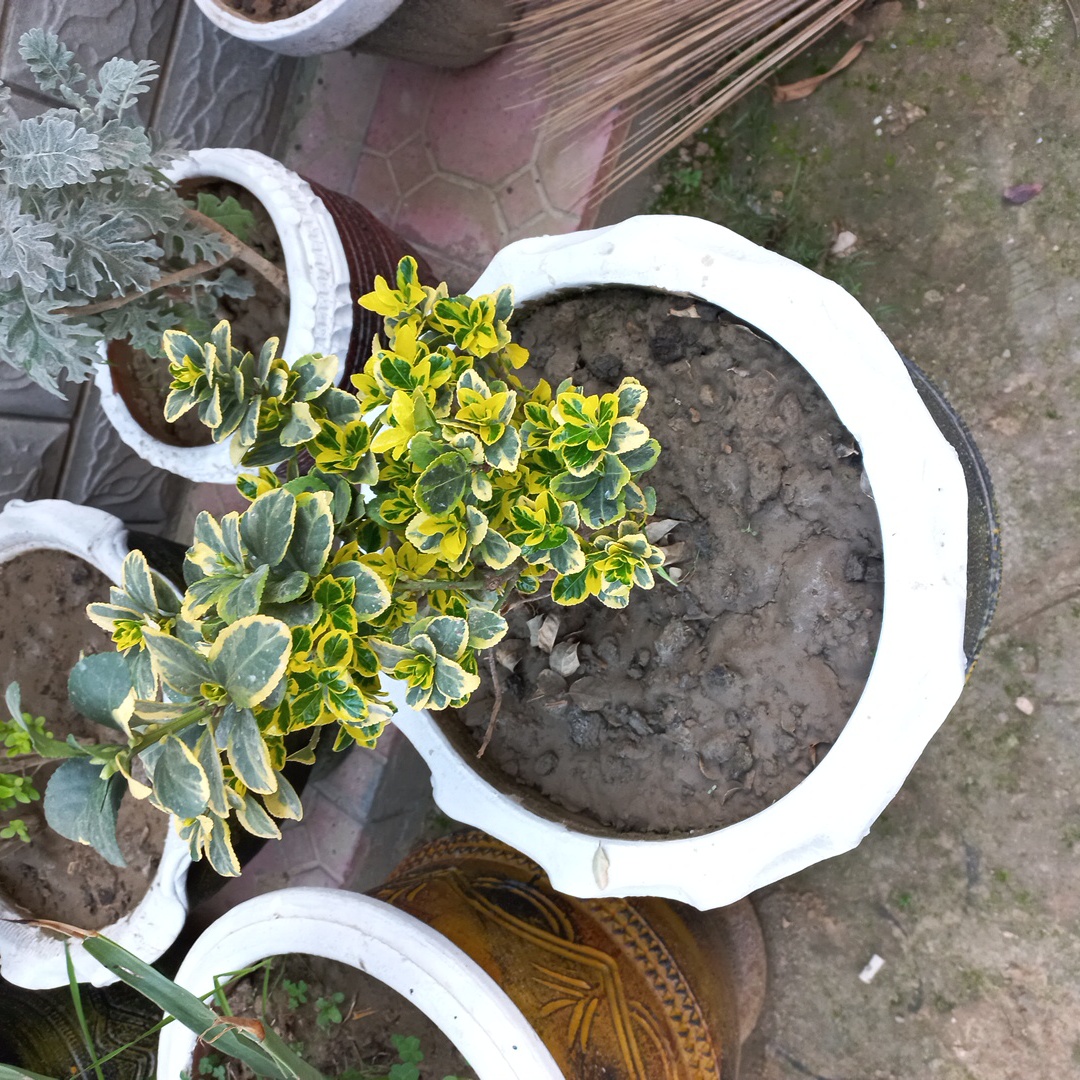 Potted Fortune's Spindle plant with variegated green and yellow leaves, visible soil.