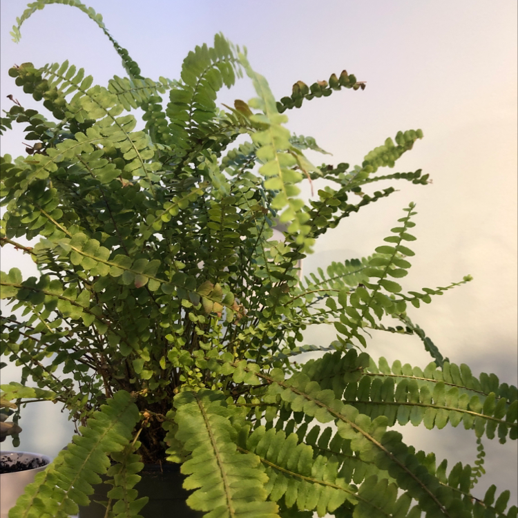 Healthy, lush erect sword fern with dense green fronds curling slightly at the tips, photographed in soft focus.