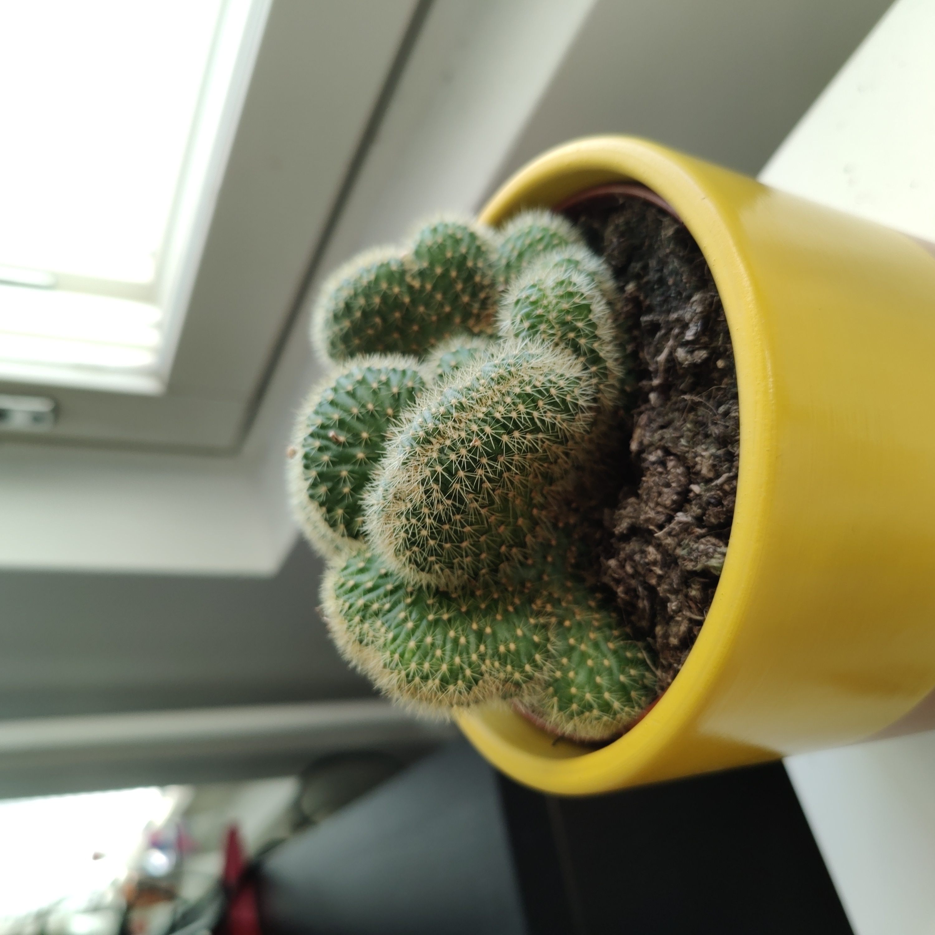 Photo of the plant species Trichocereus huascha cristata by @TitanicCrassula named Kiki on Greg, the plant care app