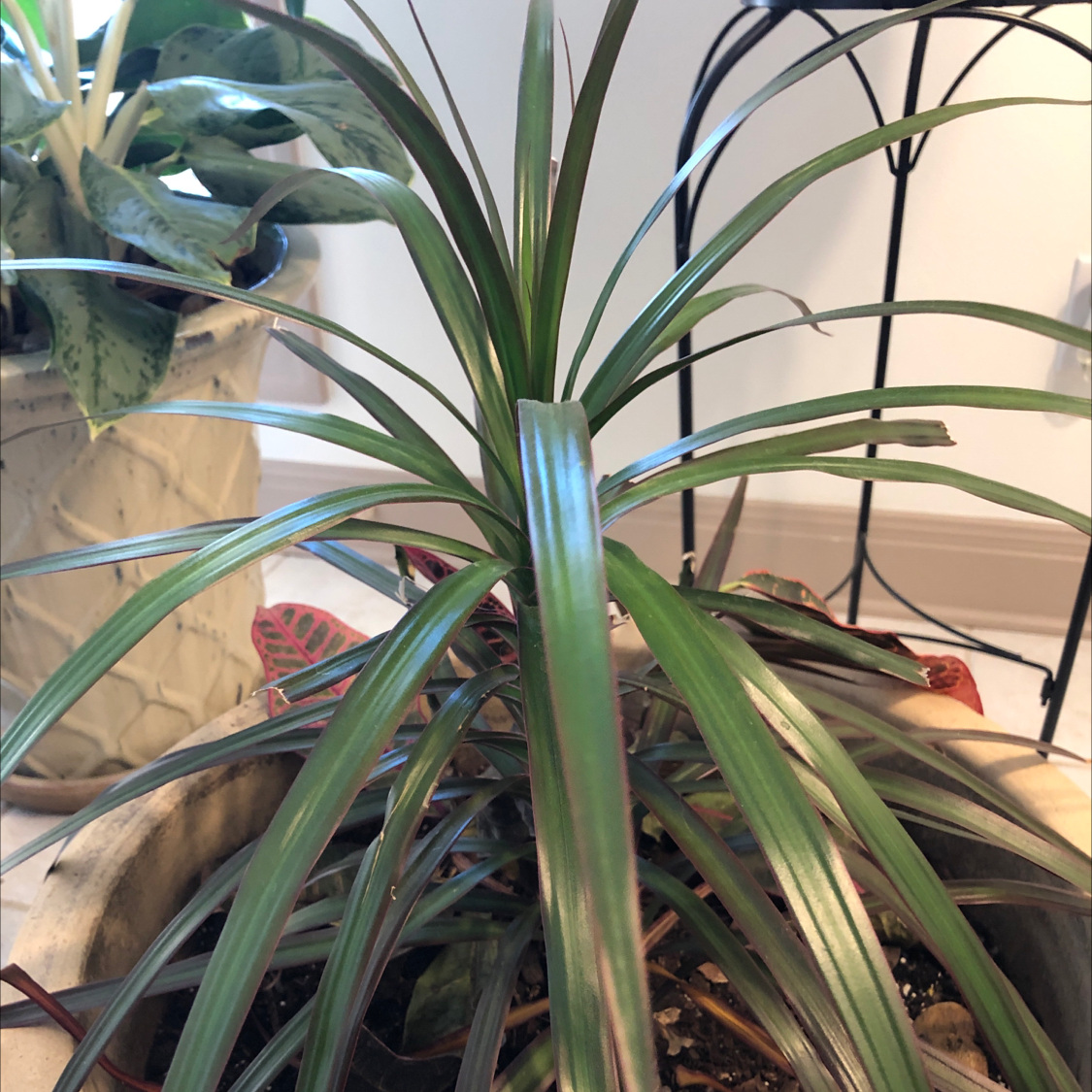 Magenta Dragon Tree with long, narrow leaves in a pot. Soil and other plants visible.