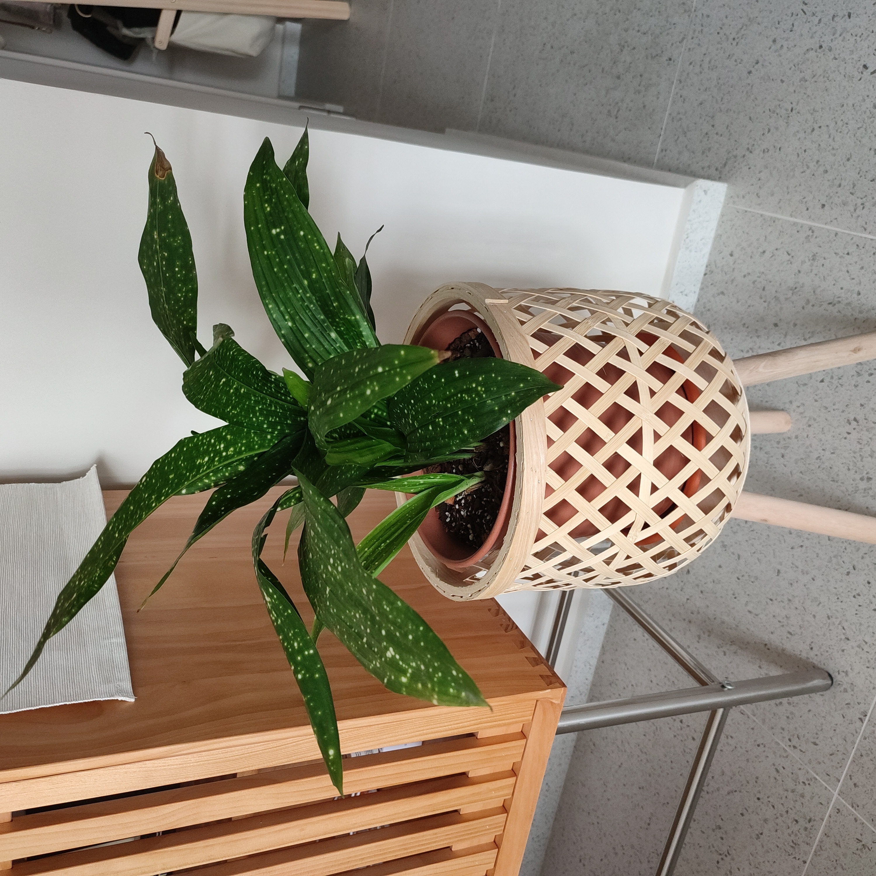 Potted Cast Iron Milky Way plant with green leaves and white speckles in a decorative basket.