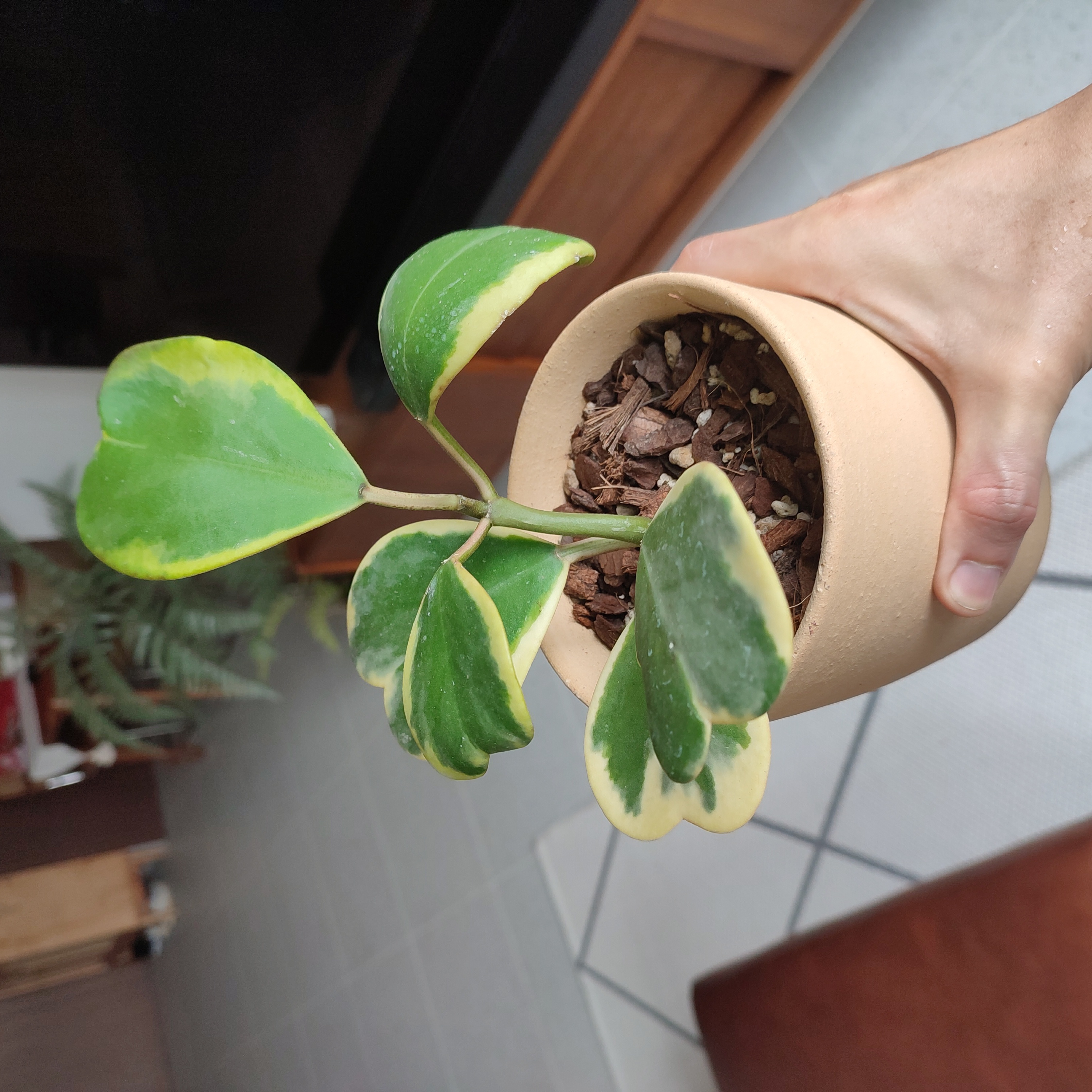 Variegated Heart Leaf Hoya plant in a pot with visible soil, held by a hand.