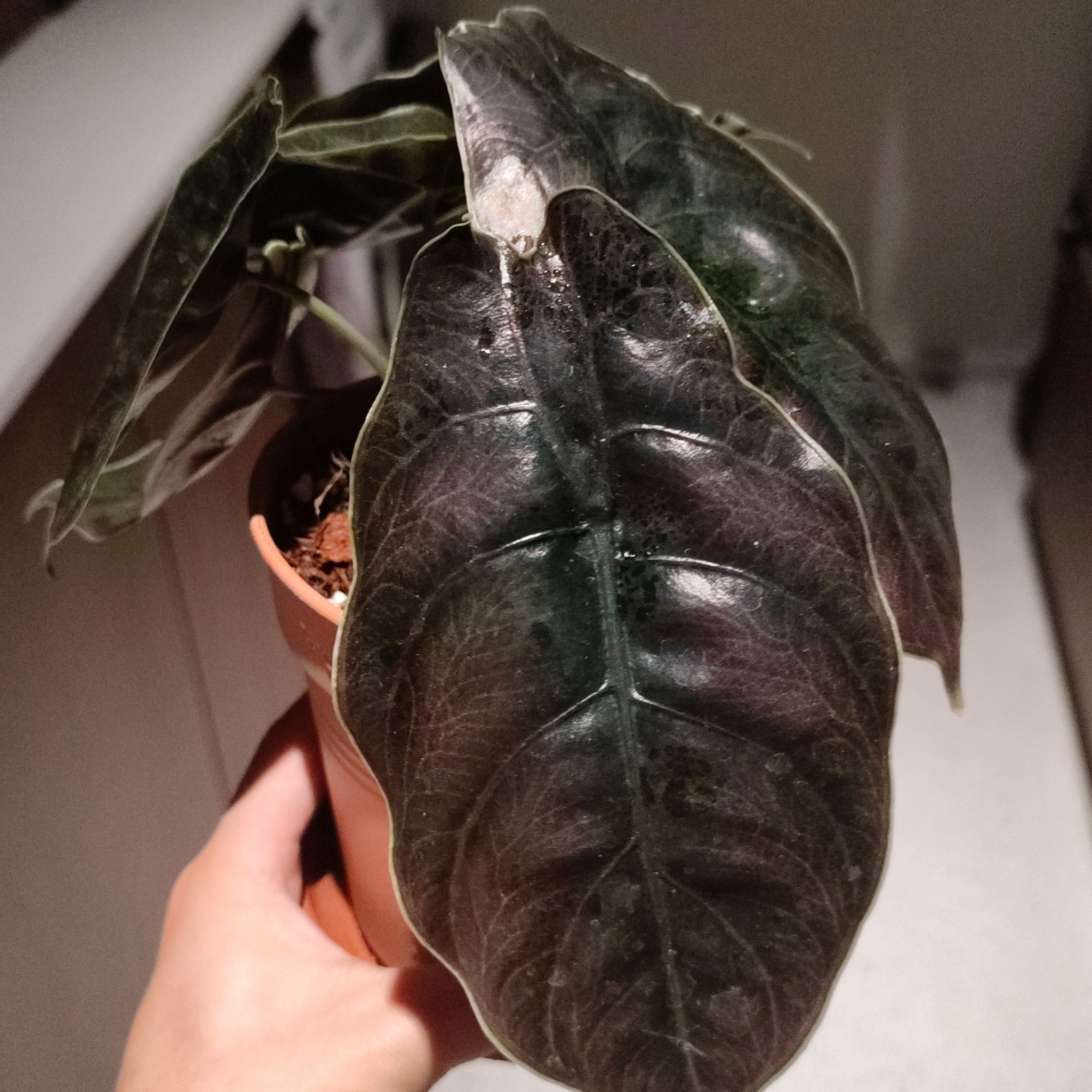 Potted Red Mambo plant with dark, glossy leaves held by a hand.