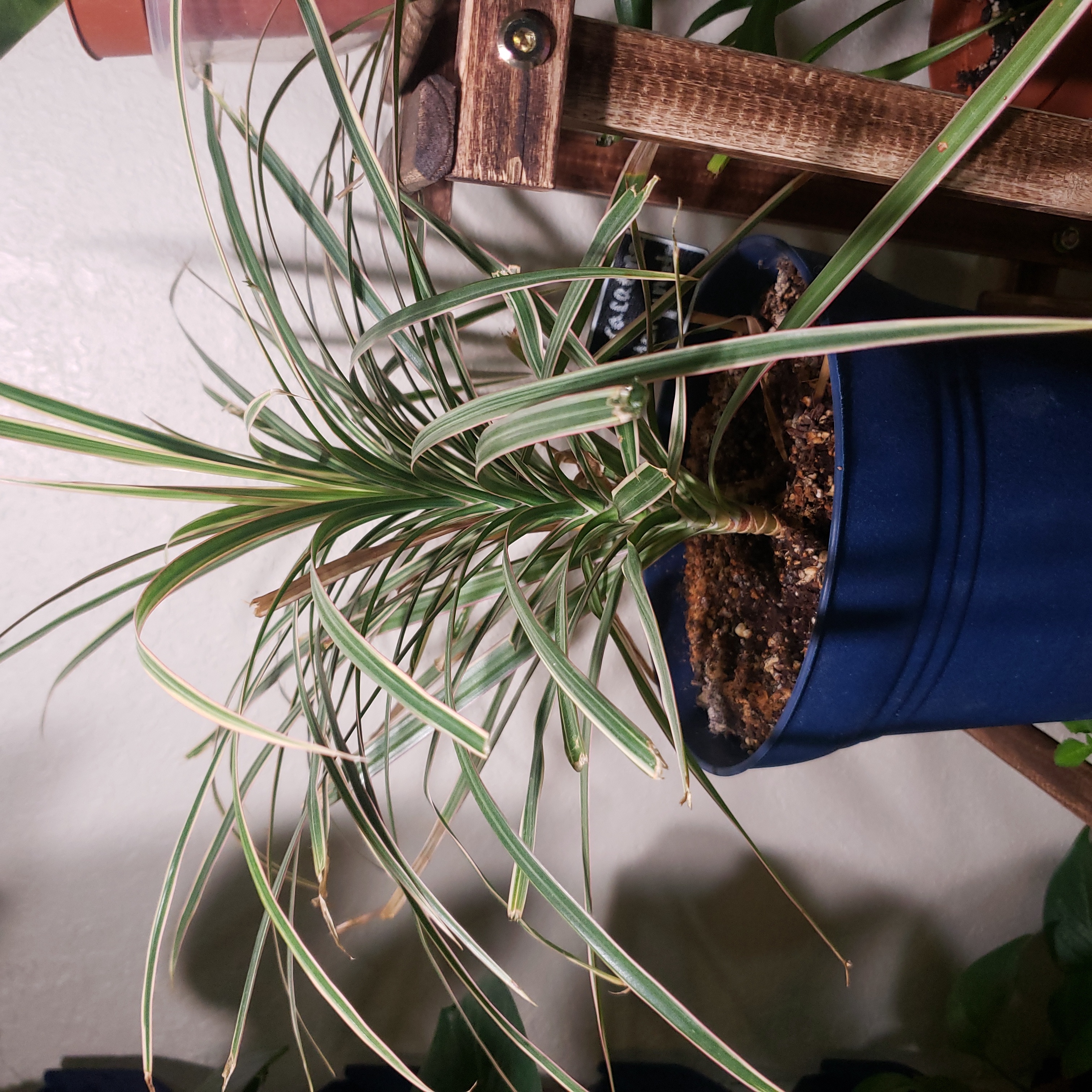 Dracaena marginata 'Bicolor' plant in a blue pot with some yellowing and browning leaves.