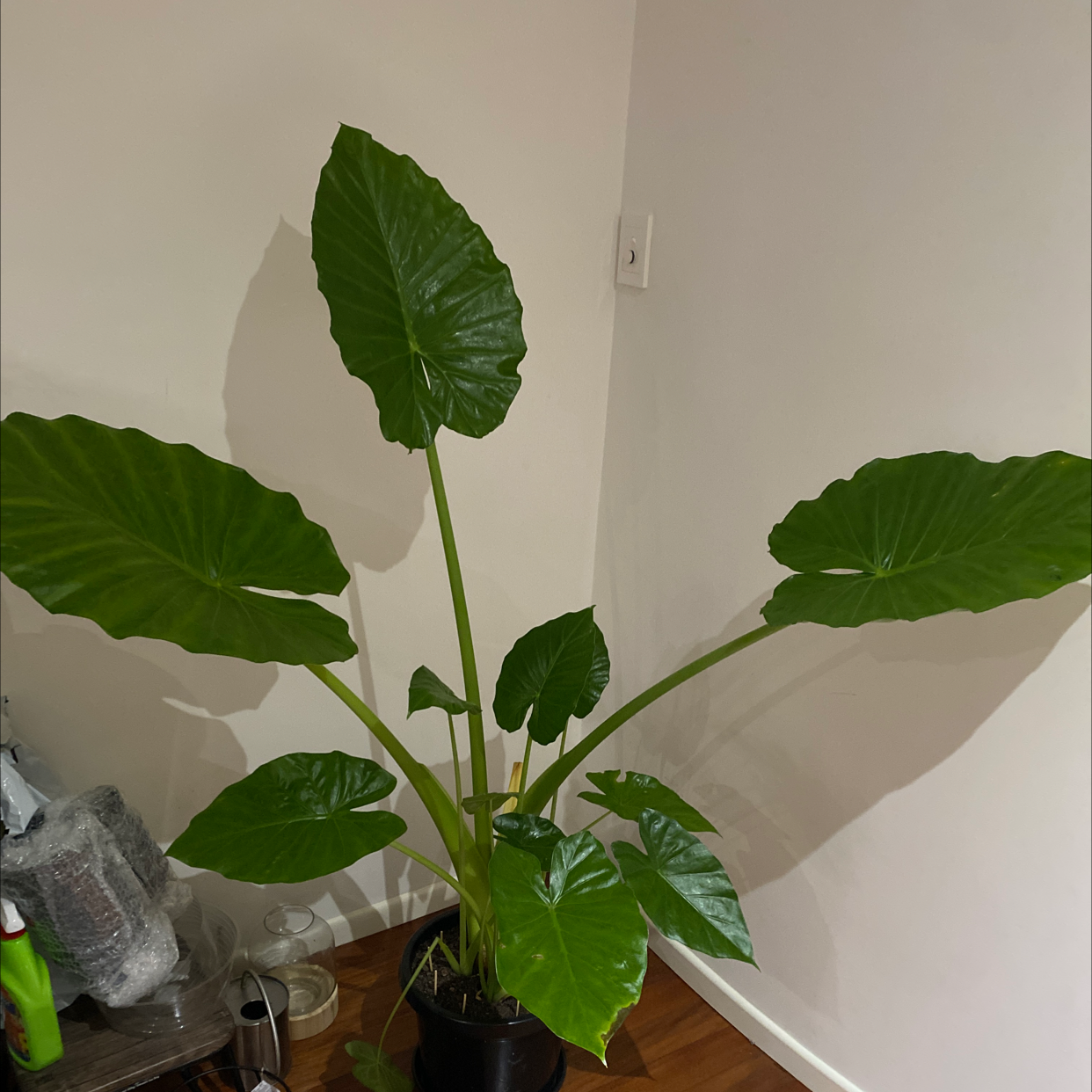 Giant Taro plant with large green leaves in a pot indoors.