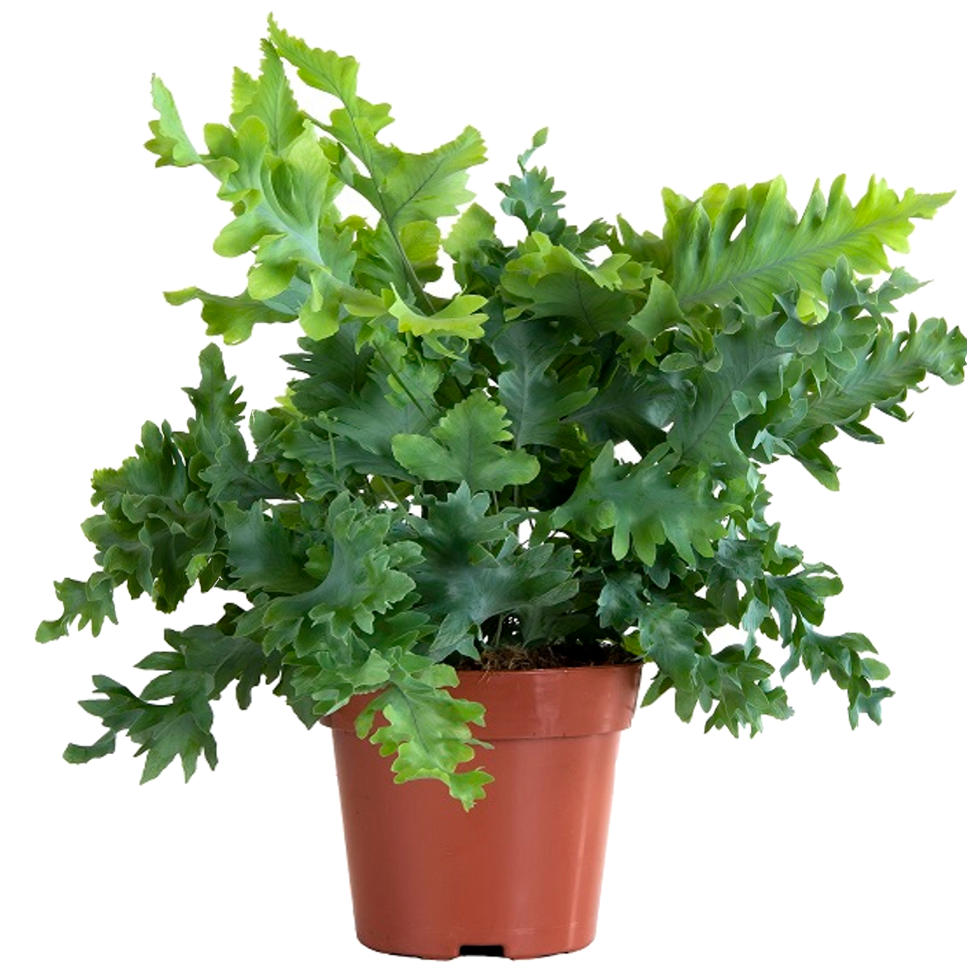 Healthy Phlebodium 'Davana' plant in a terracotta pot with vibrant green leaves.