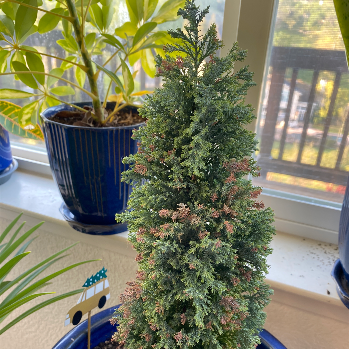 Mediterranean Cypress plant in a blue pot with some browning leaves, placed on a windowsill.