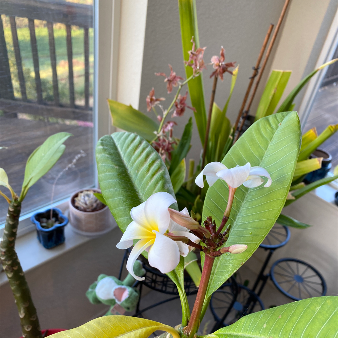 Singapore Graveyard Flower with white flowers and broad green leaves, some yellowing leaves visible.