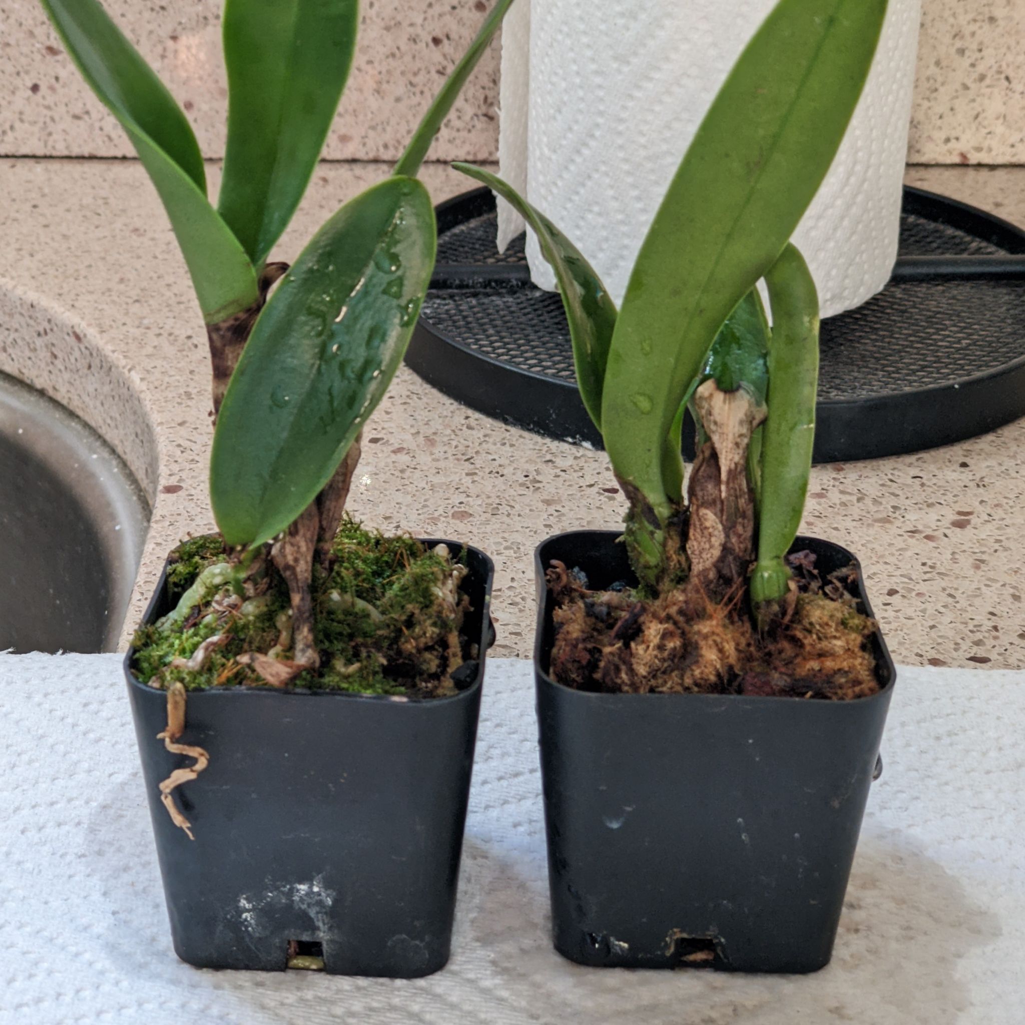Photo of the plant species Cattleya by @RightlyCosmo named Bathroom orchids (Home) on Greg, the plant care app