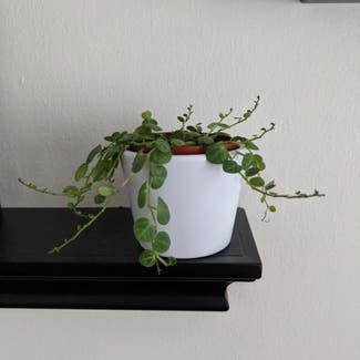 String of Turtles plant in Austin, Texas