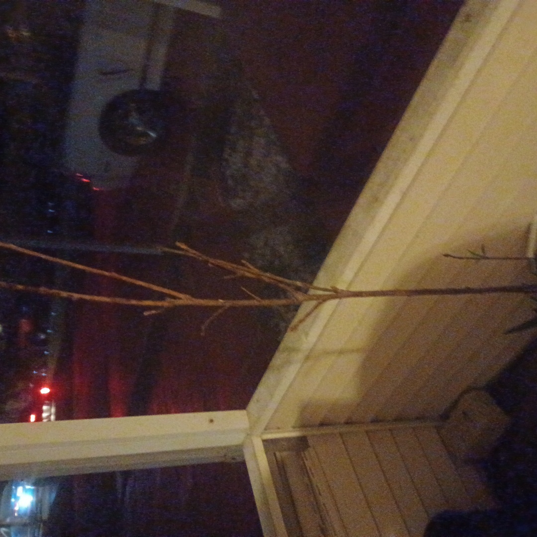 Photo of the plant species Prunus domestica by @DinkumKale named Lavender on Greg, the plant care app